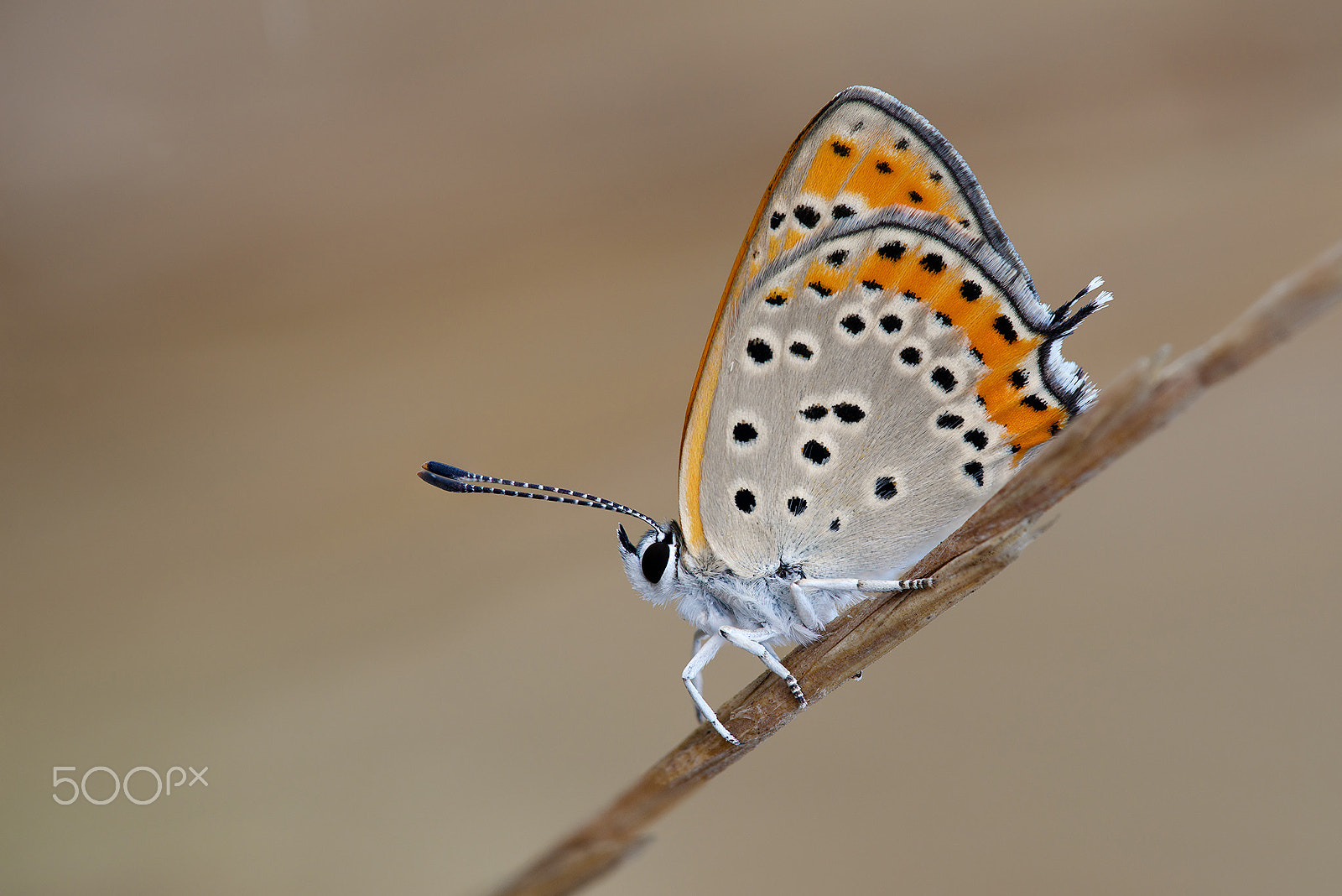 Sigma 150mm F2.8 EX DG Macro HSM sample photo. Lycaena thersamon photography