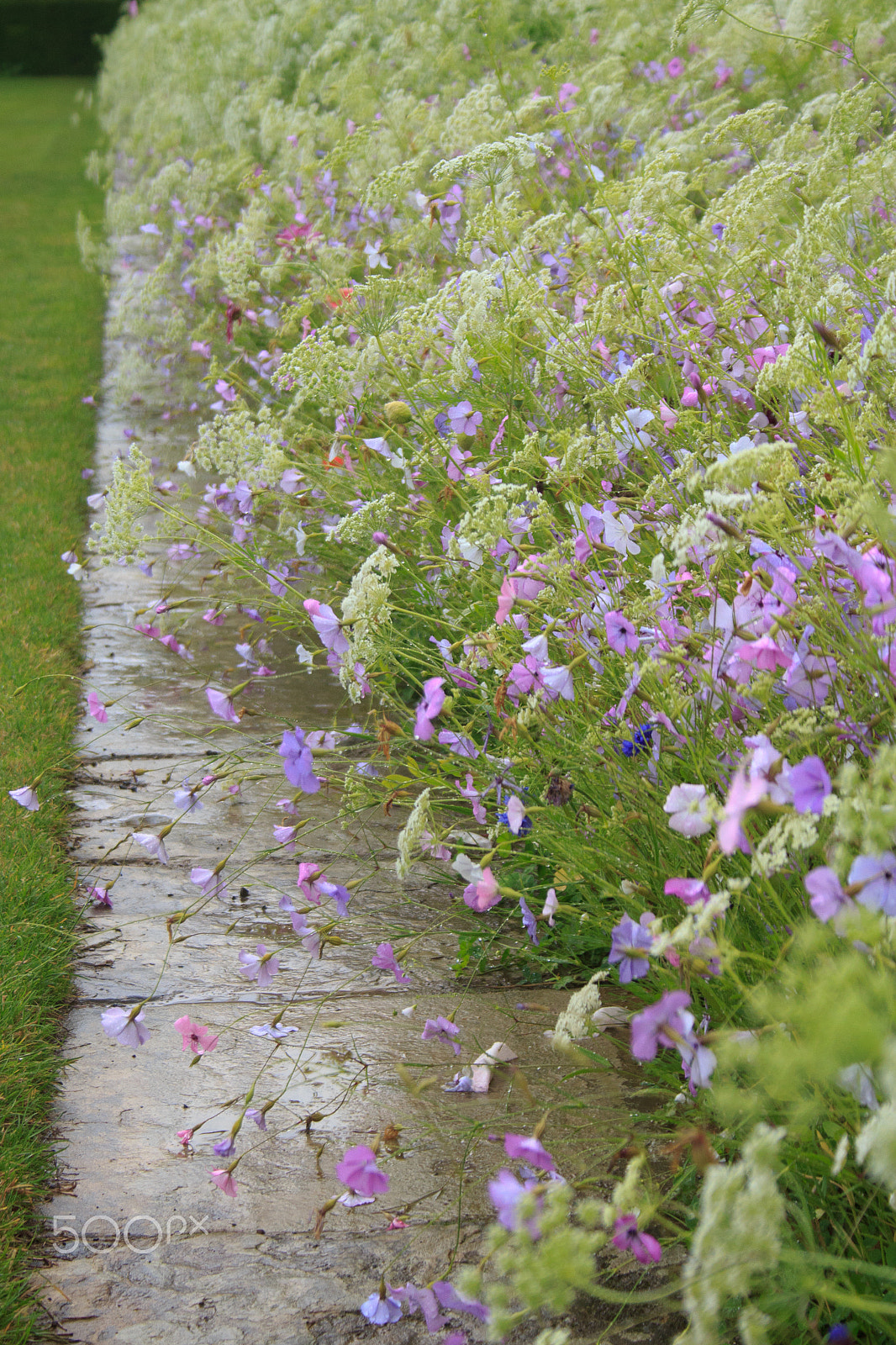 Canon EF-S 18-55mm F3.5-5.6 sample photo. Fluffy borders photography