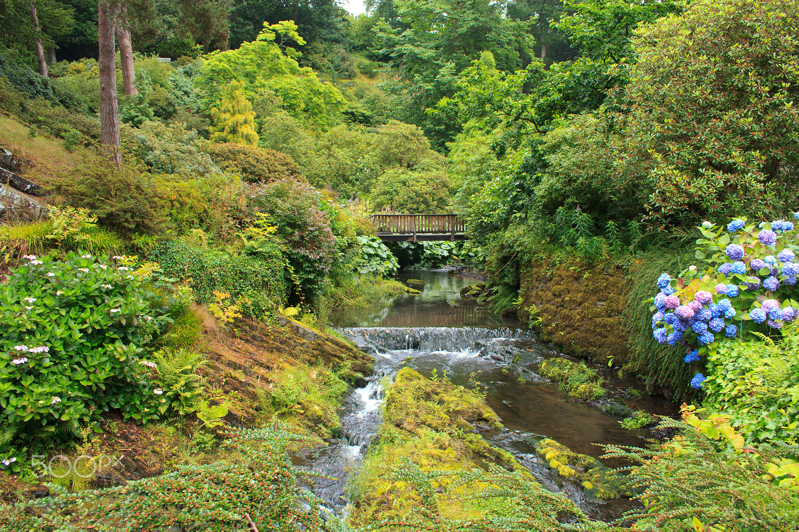 Canon EF-S 18-55mm F3.5-5.6 sample photo. Lush woodland photography