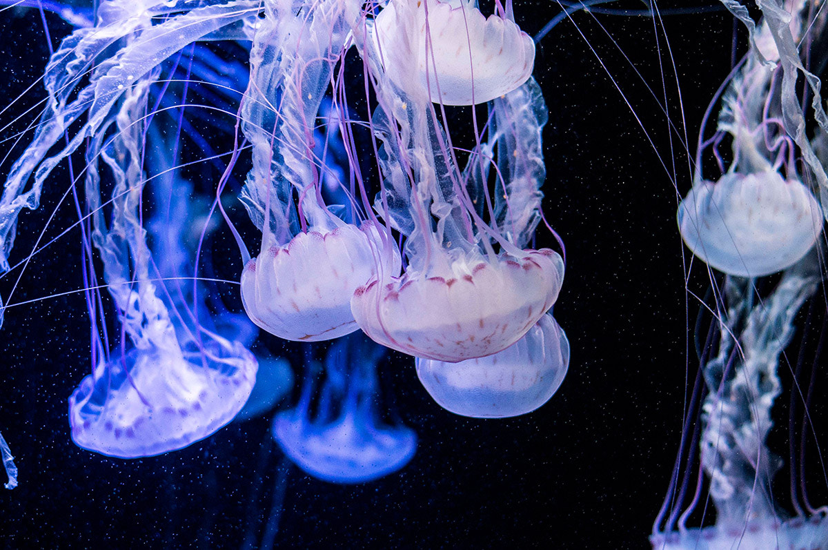 Pentax K-r + Pentax smc DA 50mm F1.8 sample photo. Jellyfishes photography