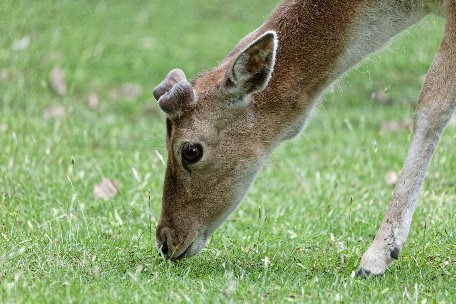 Sigma 150-500mm F5-6.3 DG OS HSM sample photo. Fallow deer photography