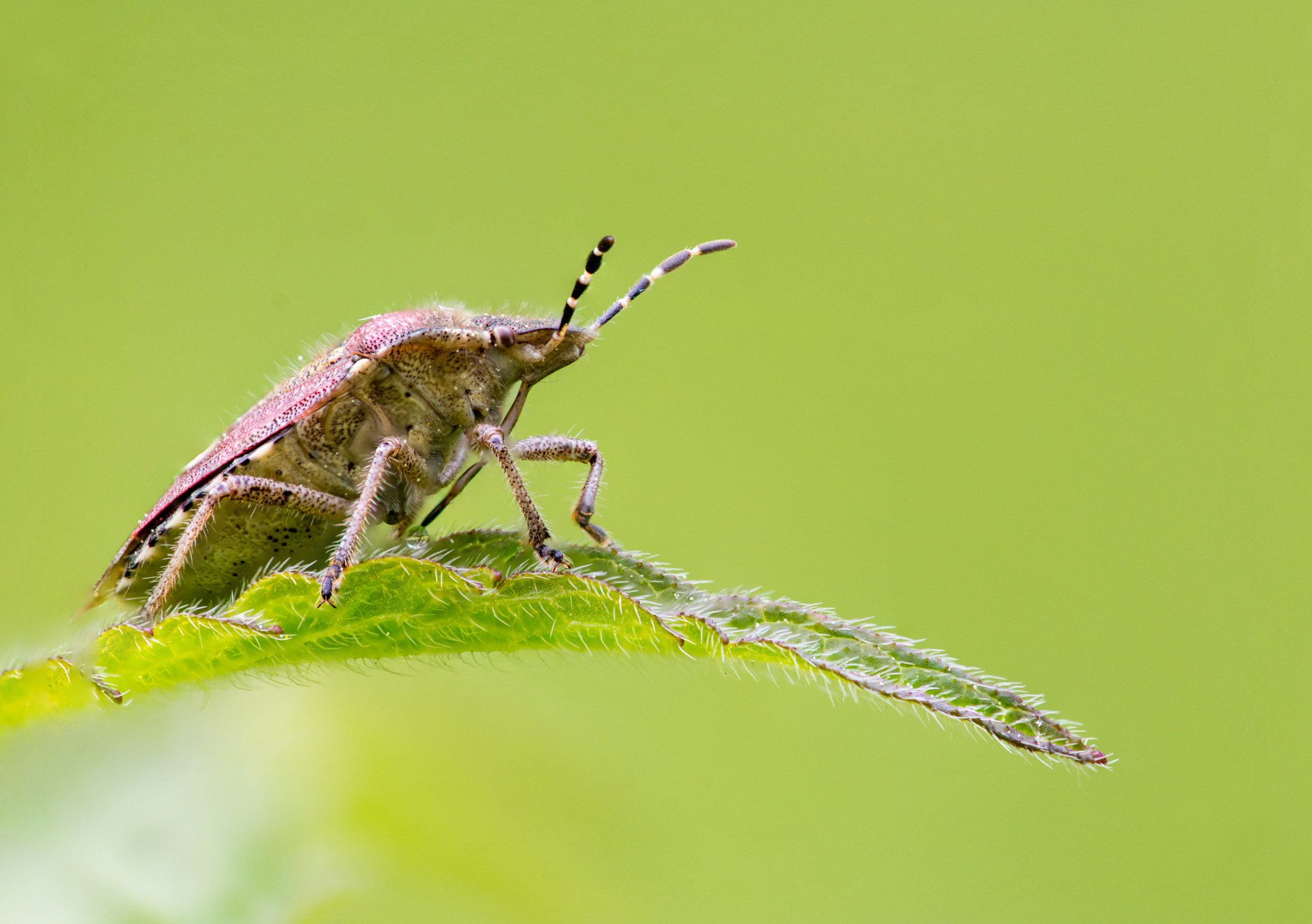 Nikon D7200 + Nikon AF Micro-Nikkor 200mm F4D ED-IF sample photo. Dolycoris baccarum photography