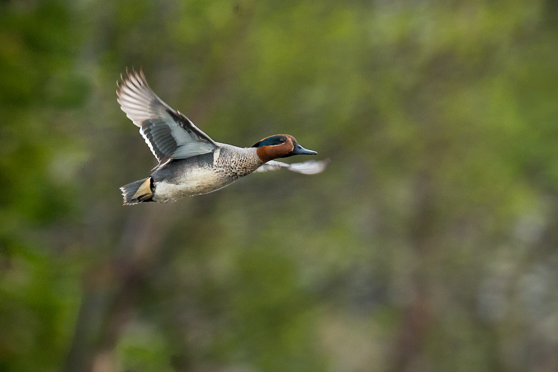 Nikon D800 + Nikon AF-S Nikkor 500mm F4G ED VR sample photo. Green winged teal photography