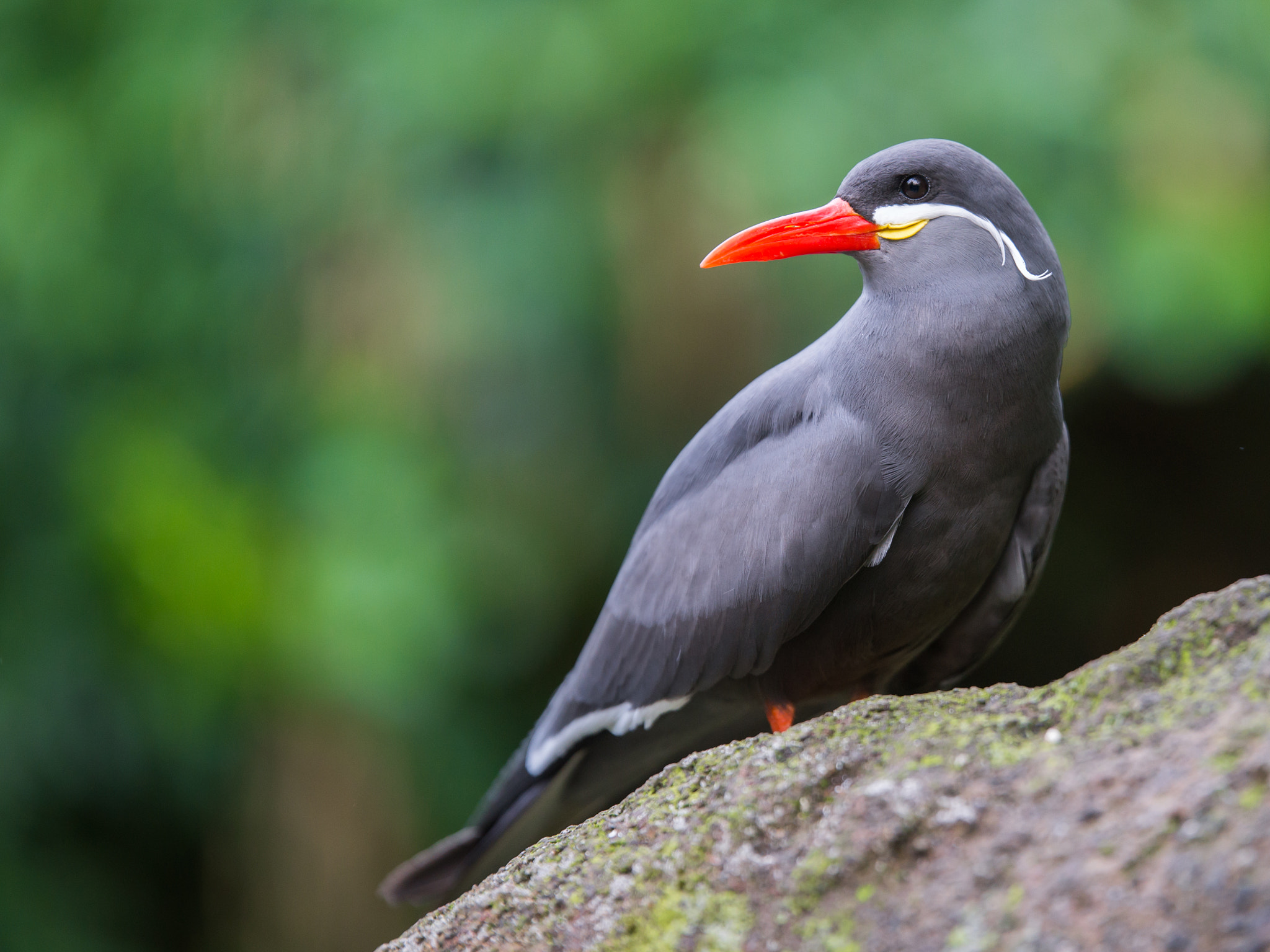 Sony a99 II sample photo. Beautiful bird photography