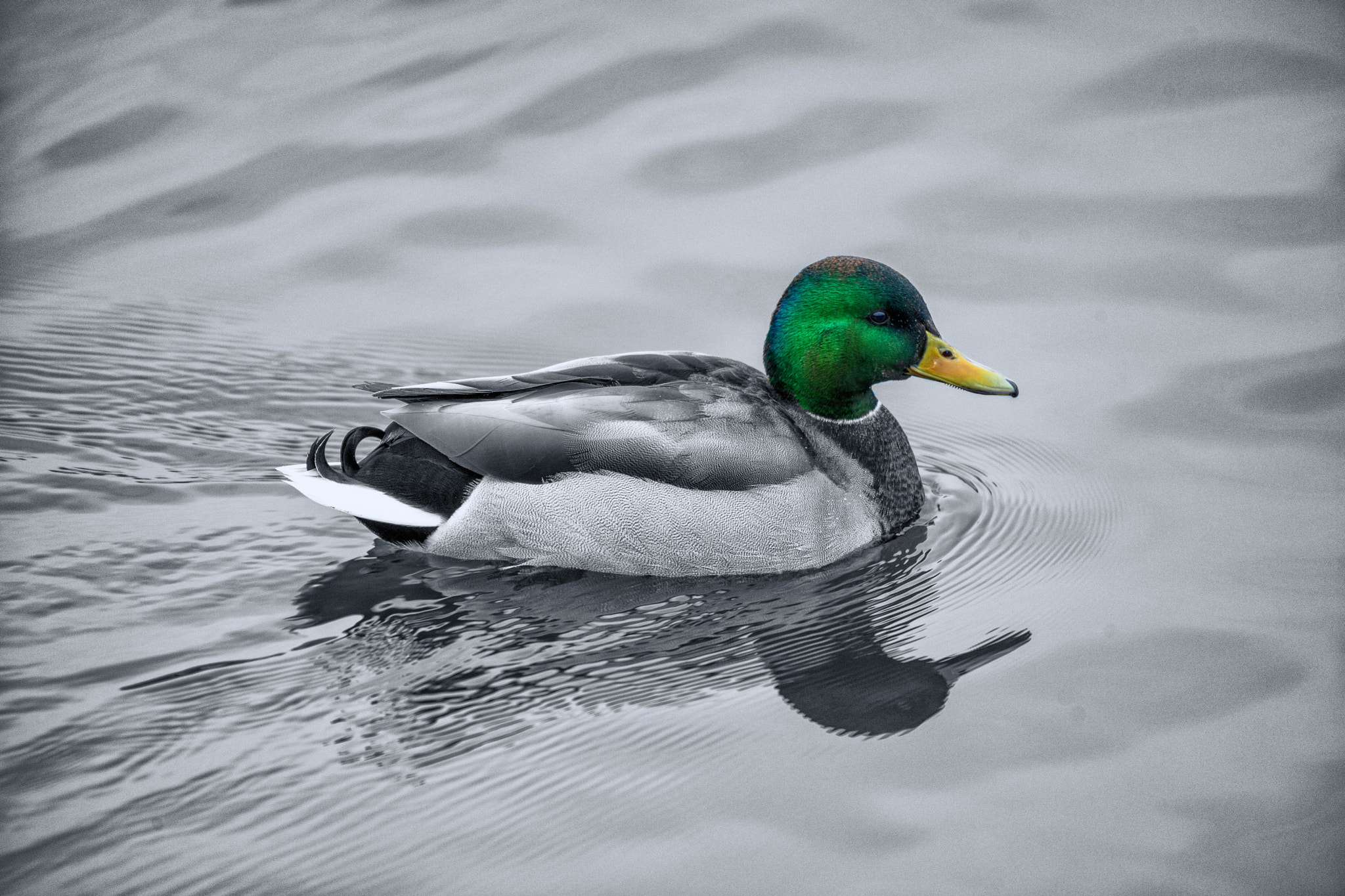 Nikon D3X sample photo. Hometown monochrome colored duck photography