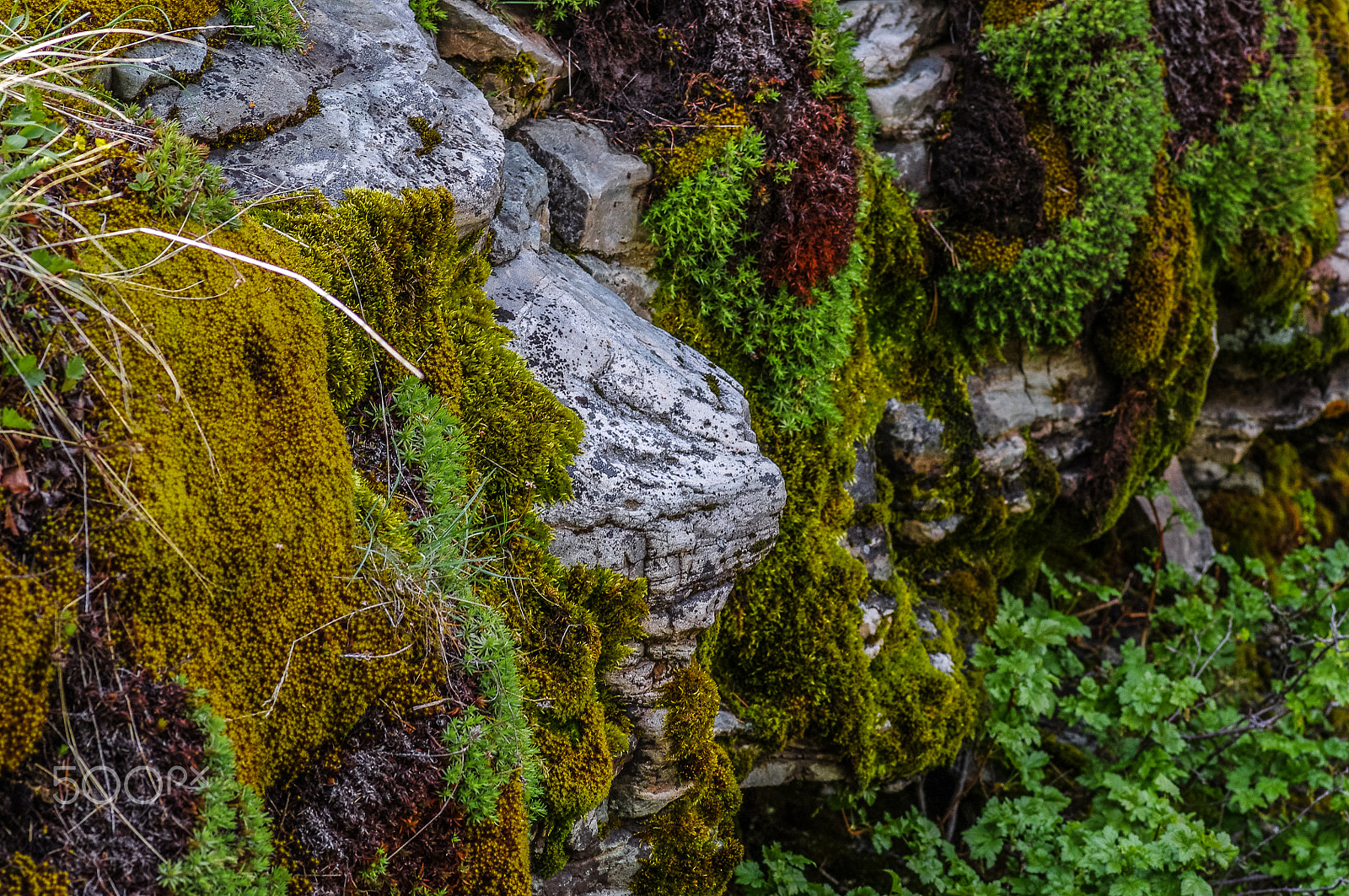 Pentax K-r + Pentax smc D-FA 100mm F2.8 macro sample photo. Waterton blackiston rock wall photography