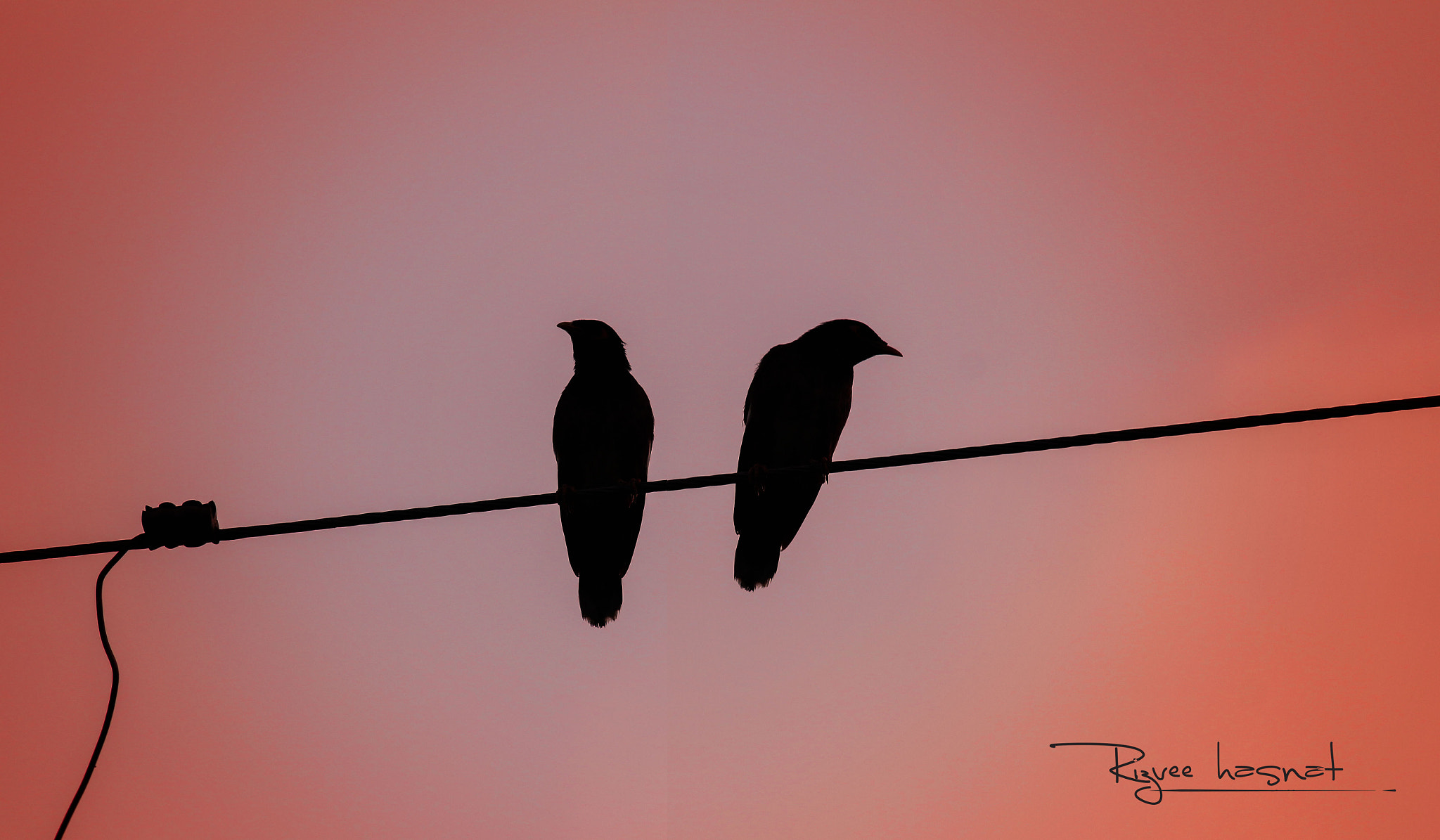Canon EOS 700D (EOS Rebel T5i / EOS Kiss X7i) + Canon EF-S 55-250mm F4-5.6 IS II sample photo. Love birds  photography