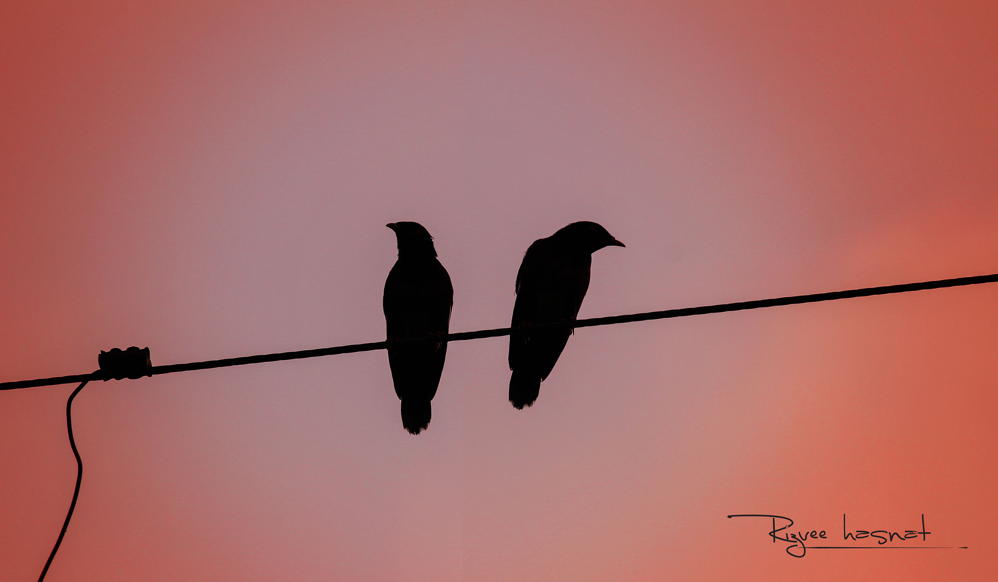 Canon EOS 700D (EOS Rebel T5i / EOS Kiss X7i) sample photo. Love birds  photography