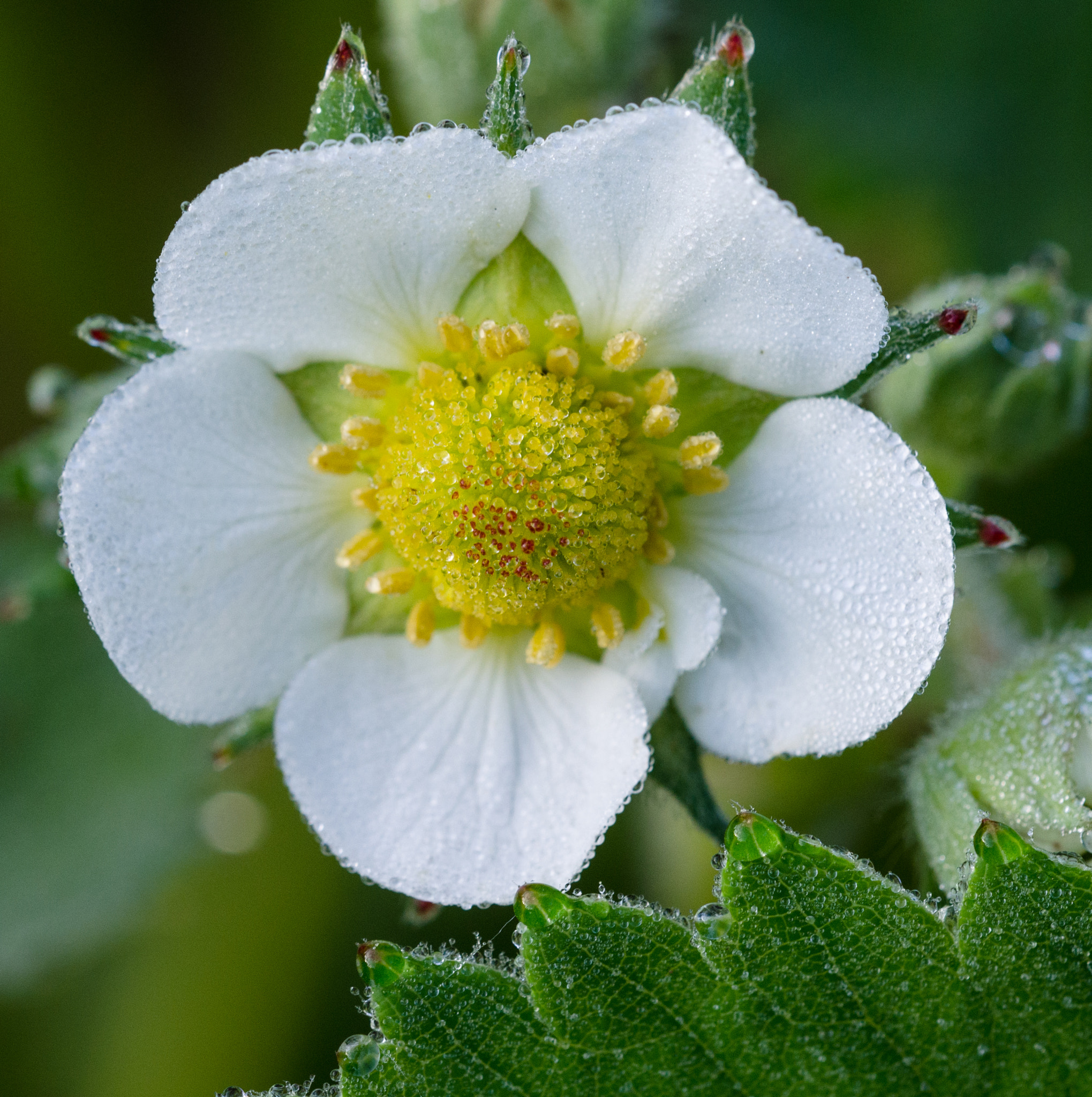 Sigma 150mm F2.8 EX DG OS Macro HSM sample photo. Strawberry photography