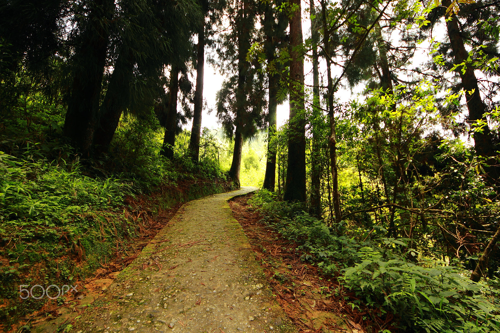 Sigma 8-16mm F4.5-5.6 DC HSM sample photo. A walk amongst the trees photography