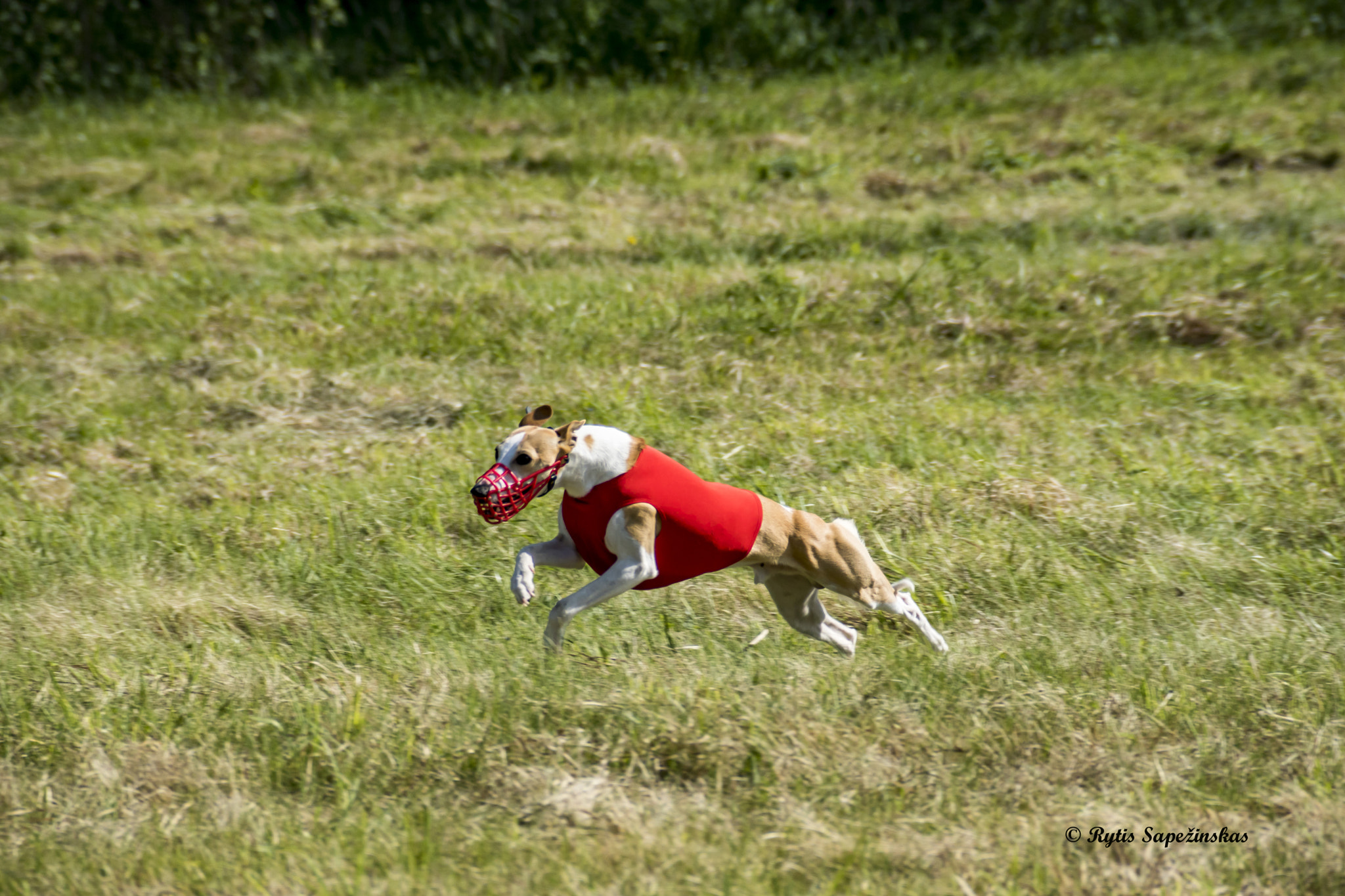 Sony DT 18-200mm F3.5-6.3 sample photo. Basenji photography