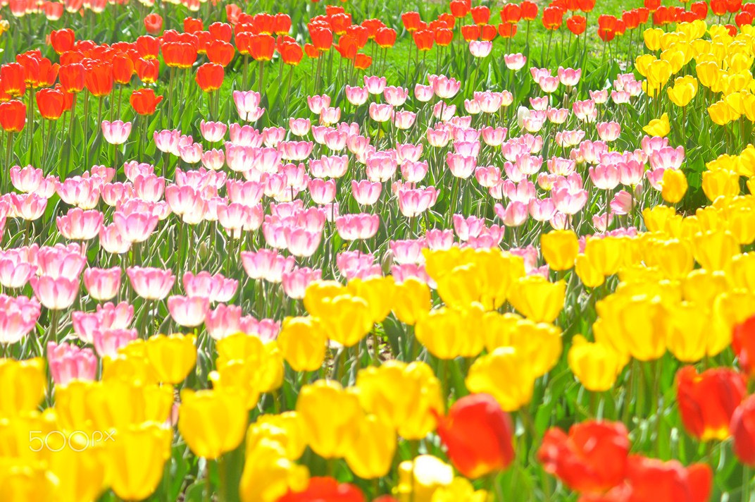 AF Zoom-Nikkor 75-300mm f/4.5-5.6 sample photo