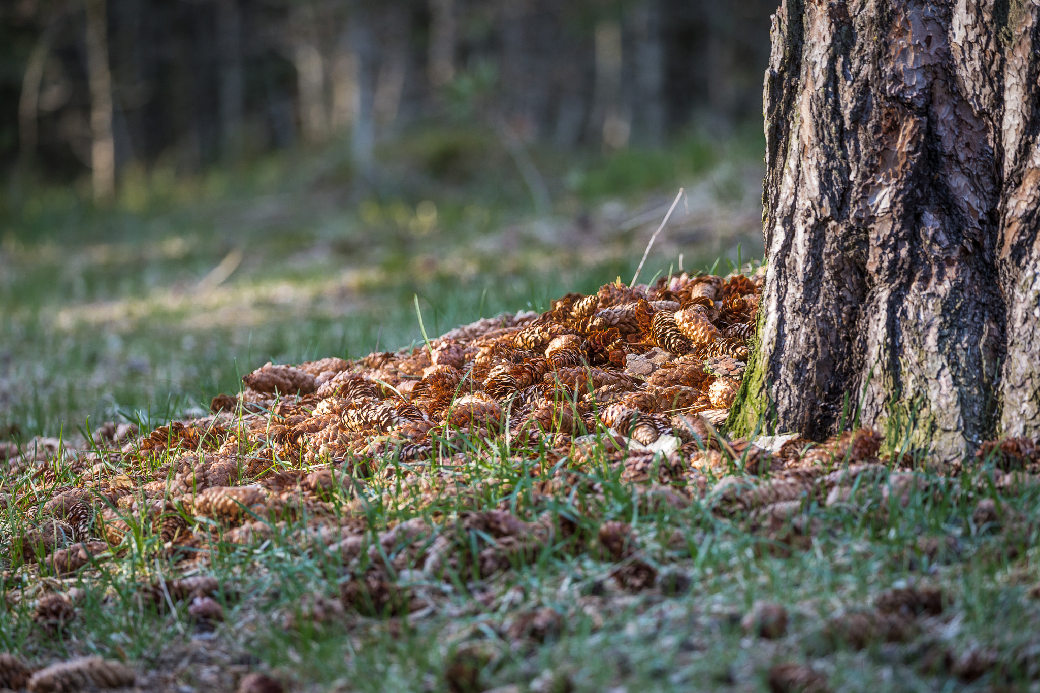 Canon EF 100-400mm F4.5-5.6L IS II USM sample photo. Cones photography