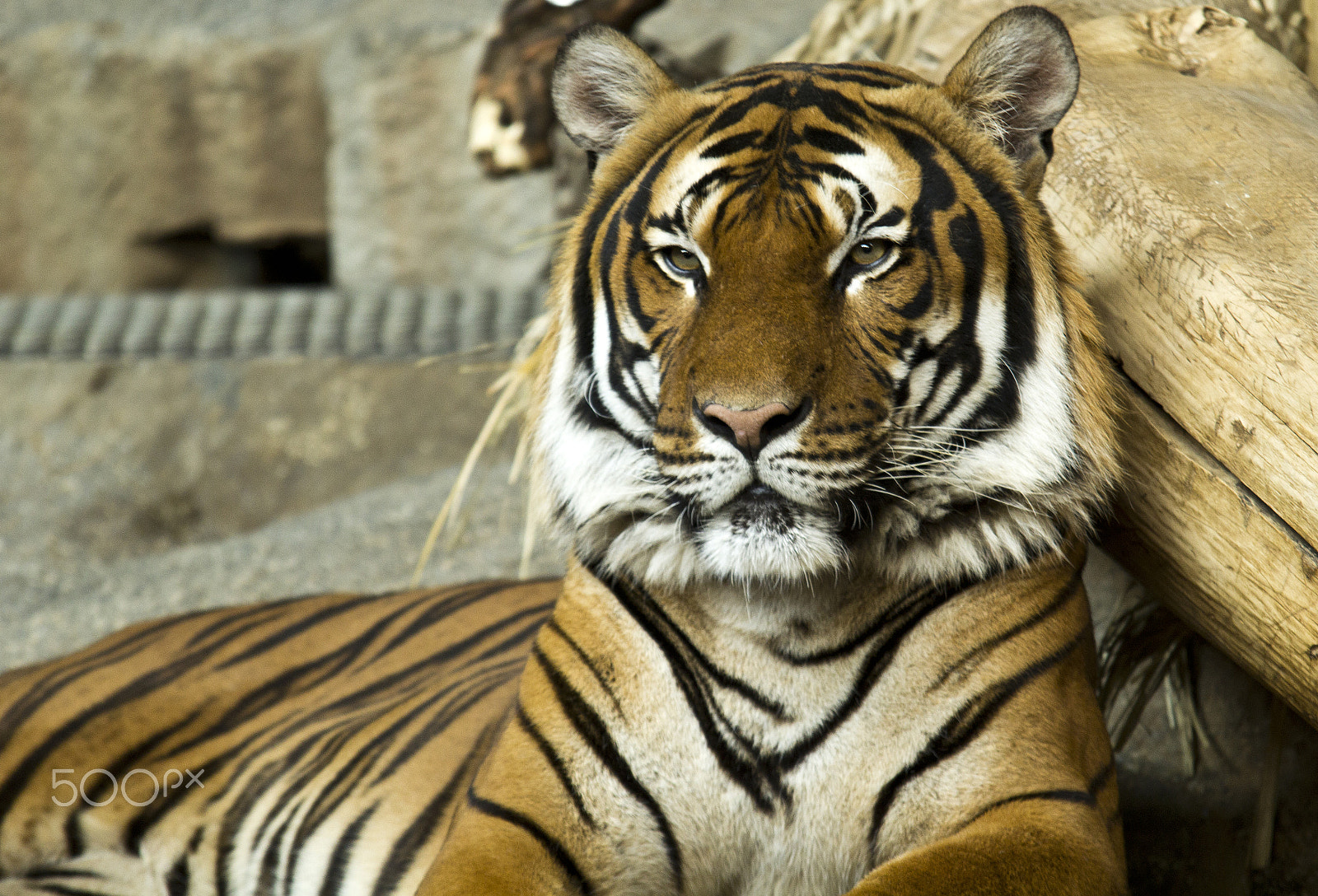 Canon EOS 60D + Sigma 100-300mm f/4 sample photo. Soft kitty photography