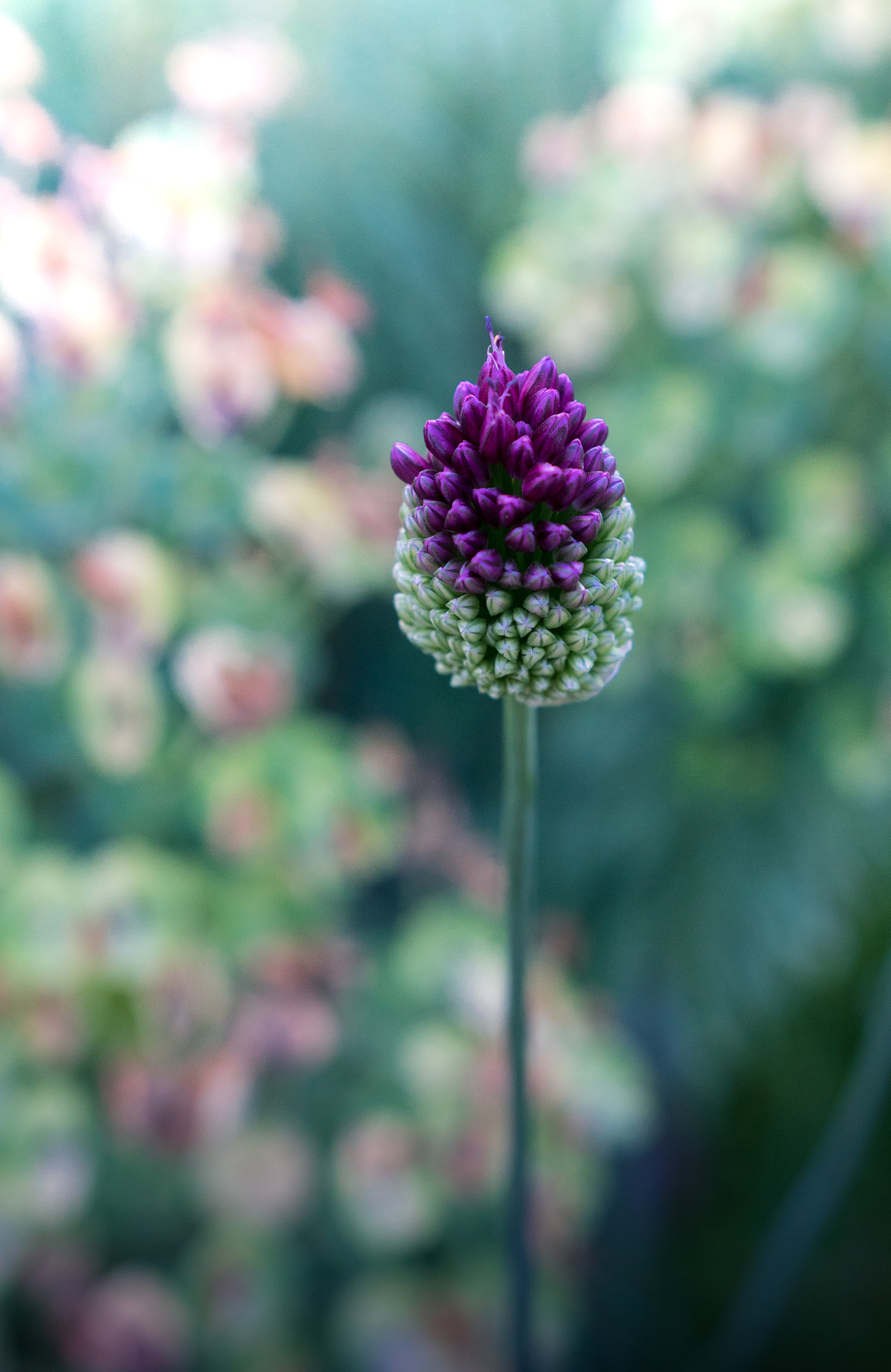 Sony a6300 + 18-35mm F1.8 DC HSM | Art 013 sample photo. Purple top photography