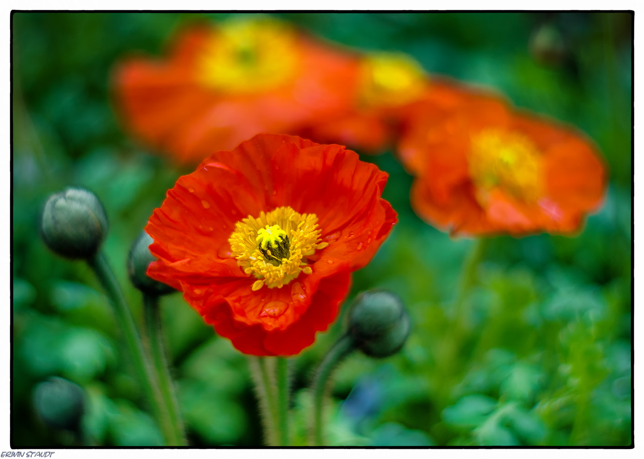 Pentax K-x + Pentax smc DA 50mm F1.8 sample photo. Poppies photography