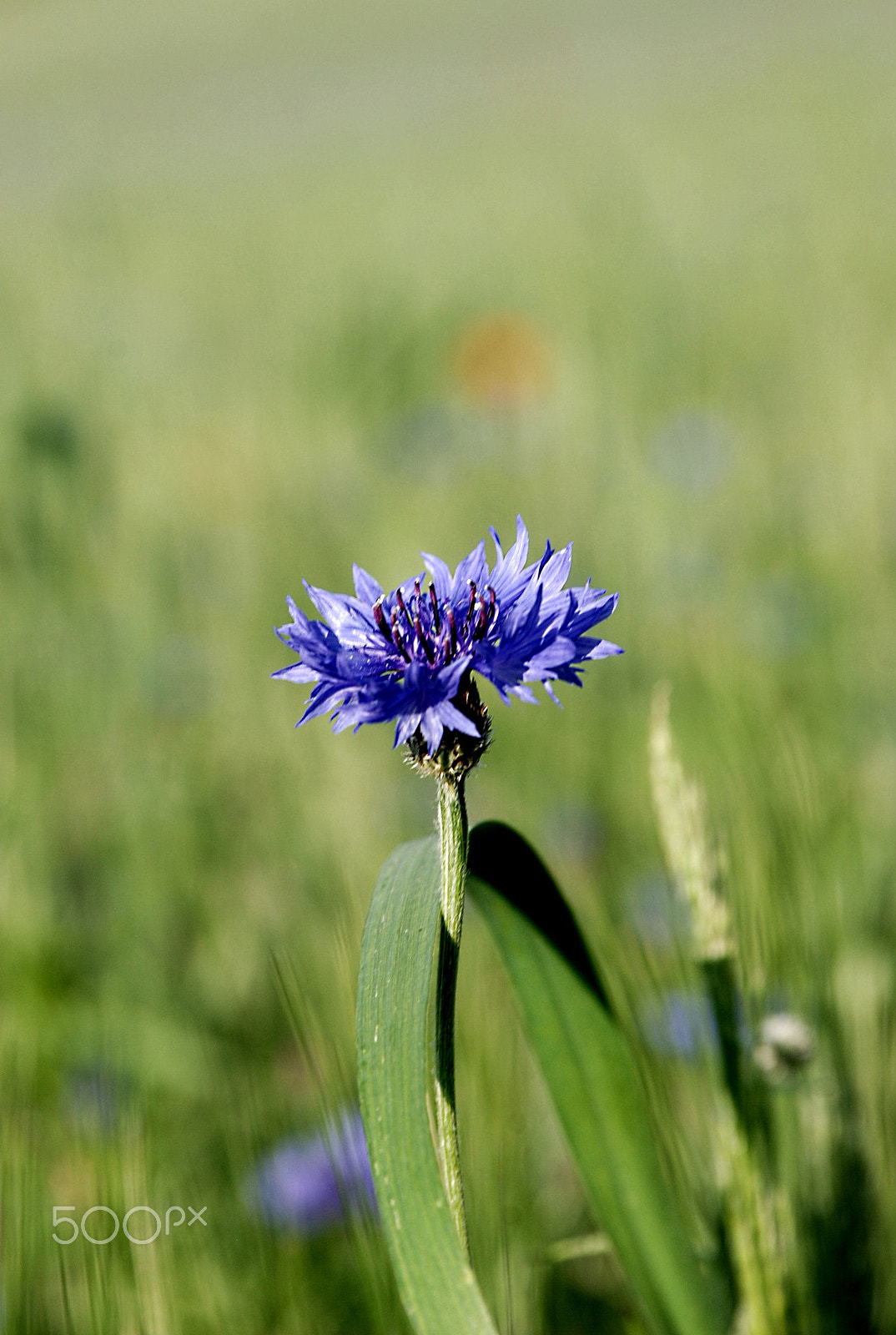 AF Zoom-Nikkor 28-105mm f/3.5-4.5D IF sample photo. Centaurea cyanus photography