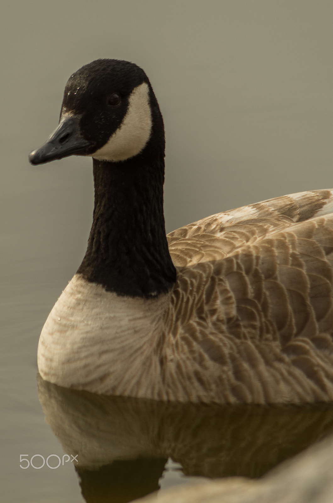 Pentax smc DA 55-300mm F4.0-5.8 ED sample photo. Hendersonlakefeb photography