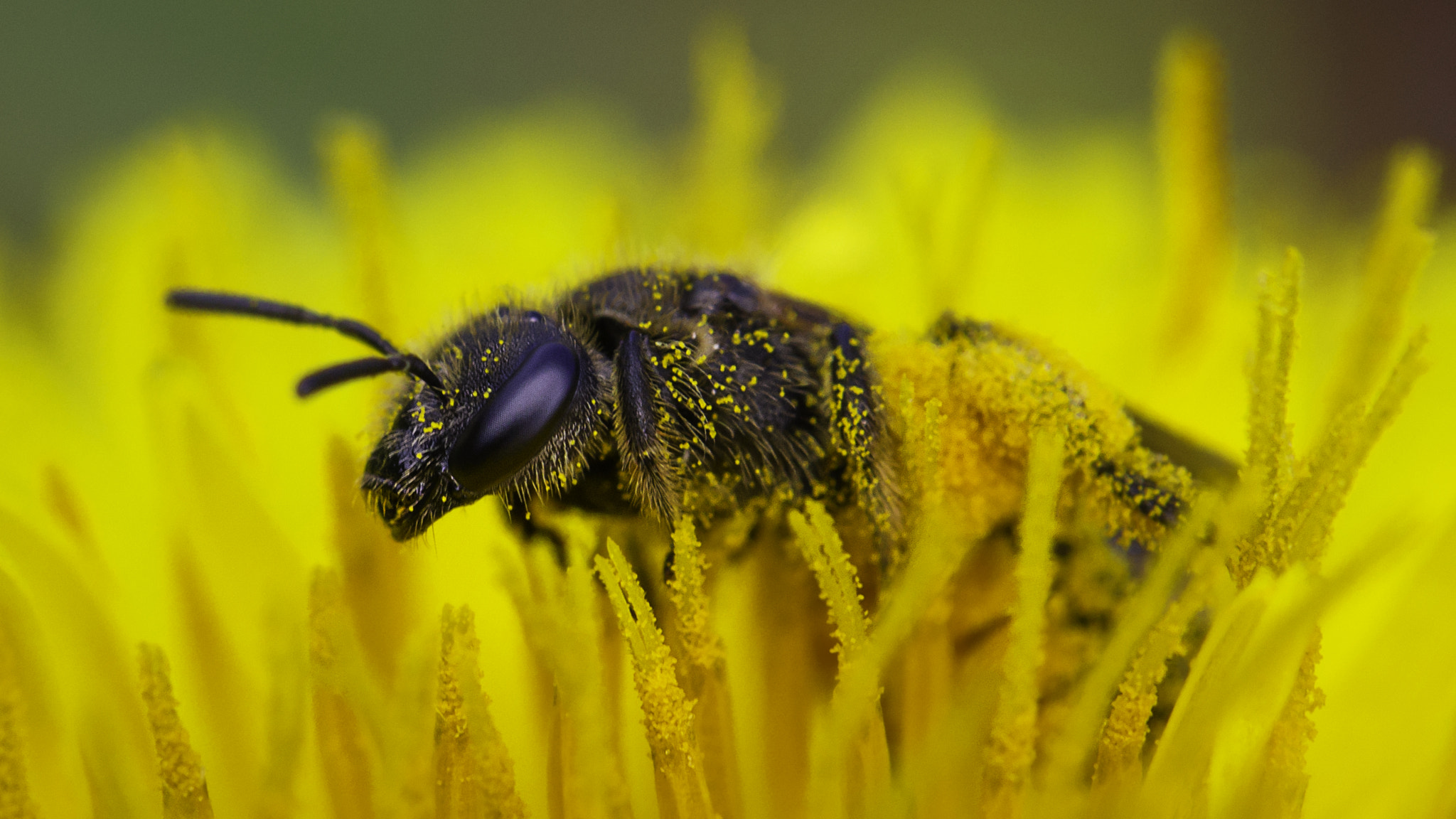 Tamron SP AF 60mm F2 Di II LD IF Macro sample photo. Pollen bath photography