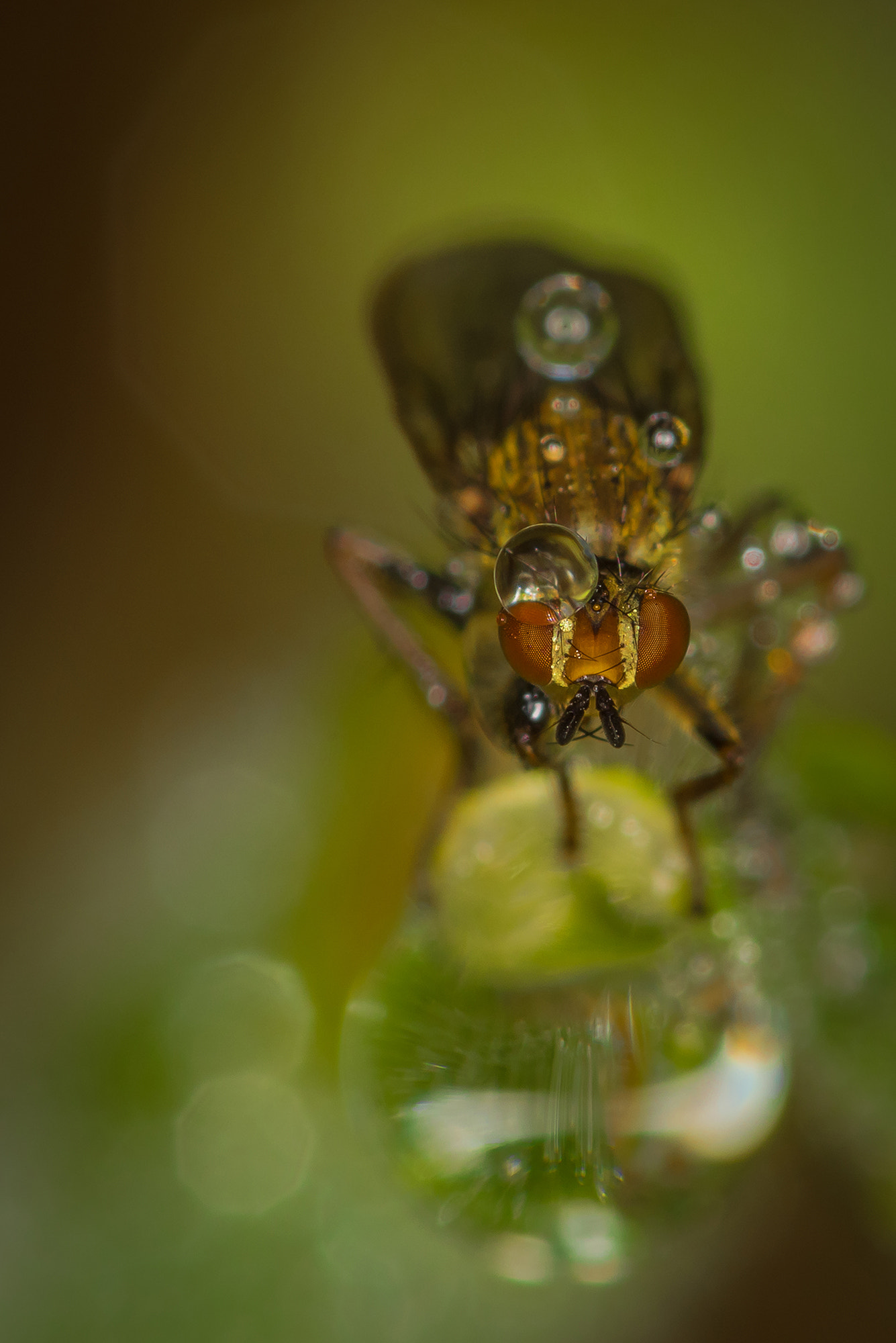 Nikon D810 + Nikon AF Micro-Nikkor 200mm F4D ED-IF sample photo. Evanescence photography