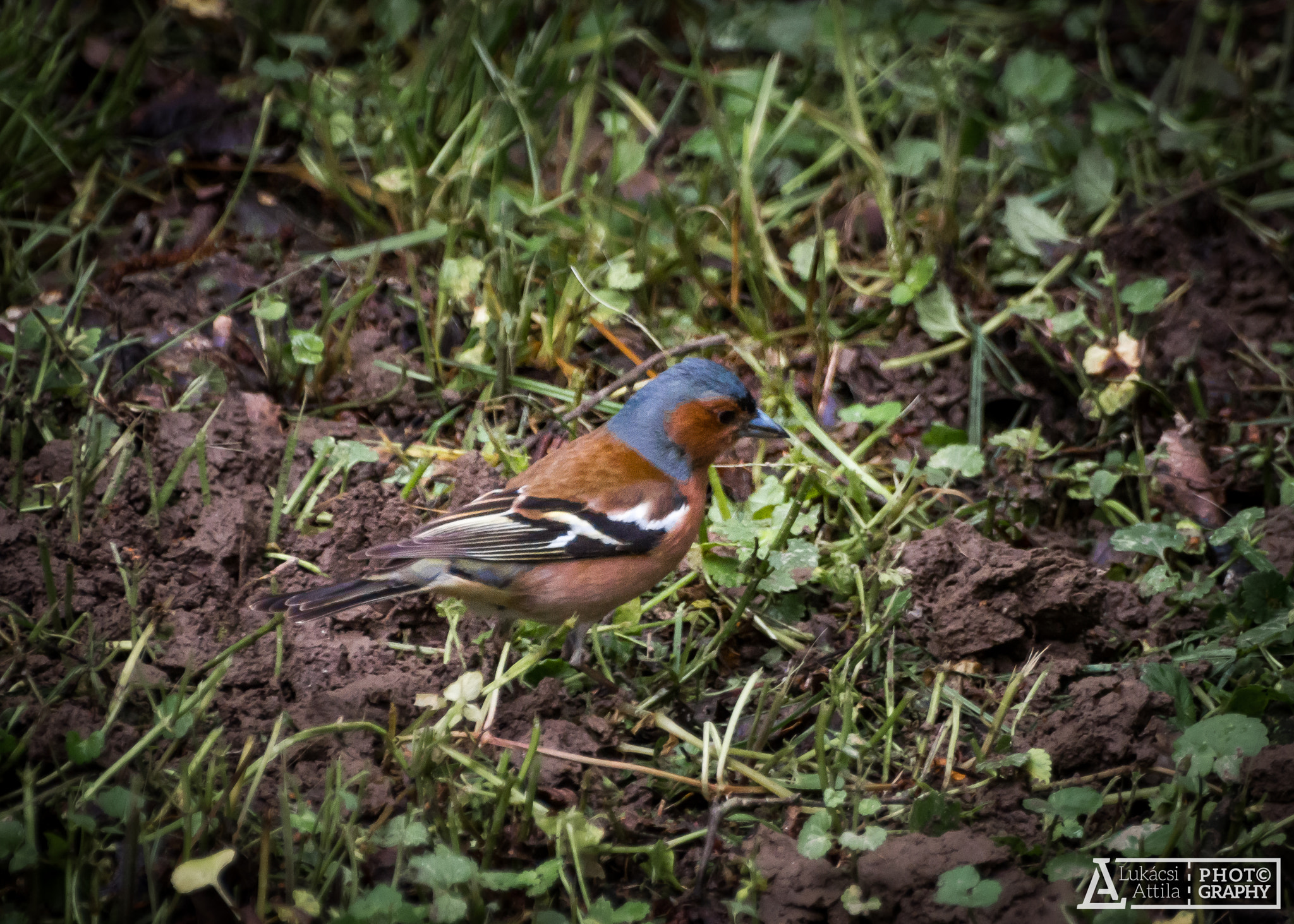 Olympus Zuiko Digital ED 70-300mm F4.0-5.6 sample photo. Common chaffinch photography