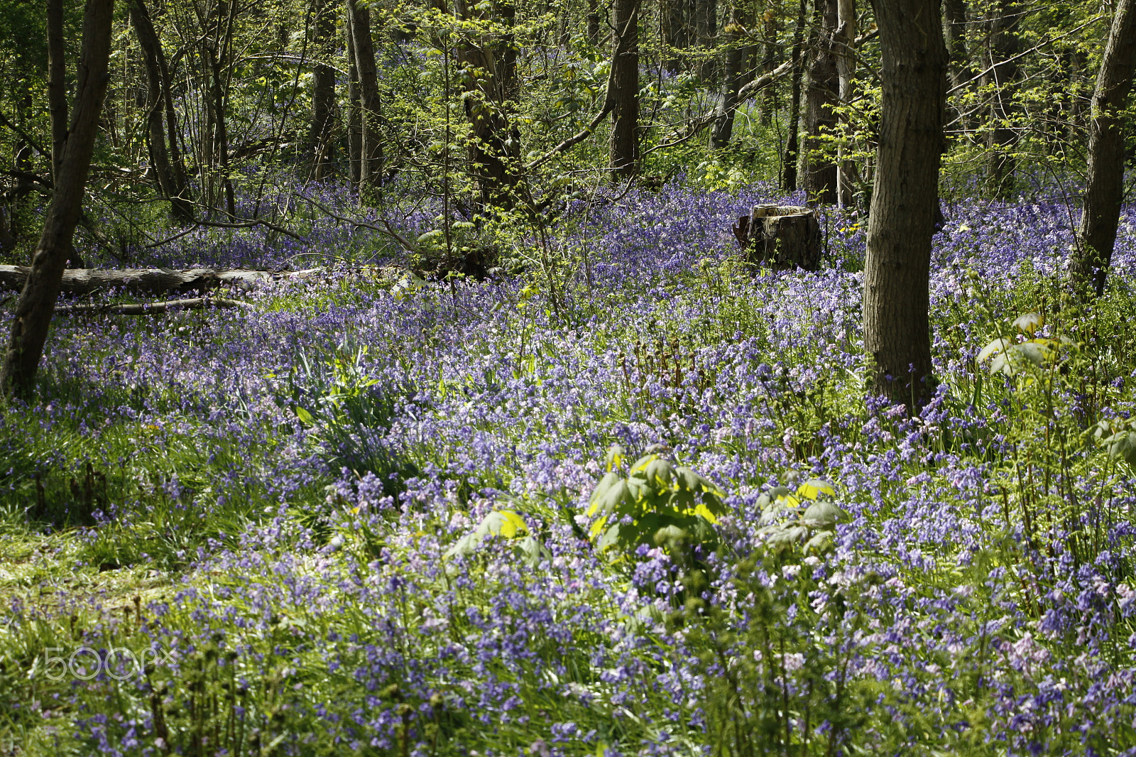 Canon EOS 50D + Canon EF-S 18-135mm F3.5-5.6 IS STM sample photo. Wild hyacinths, or bluebells,  in forest photography