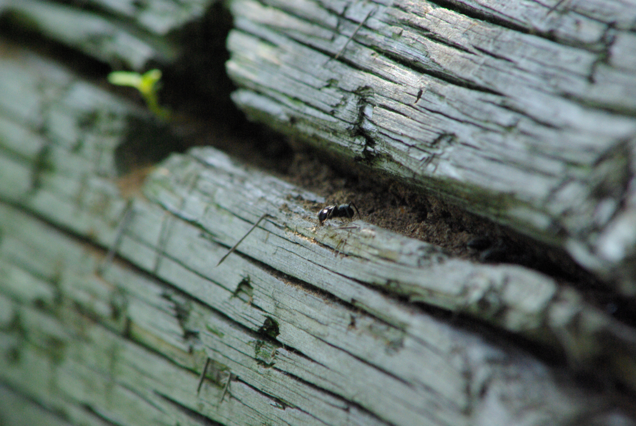 Sigma 50mm F1.4 EX DG HSM sample photo. Ant photography