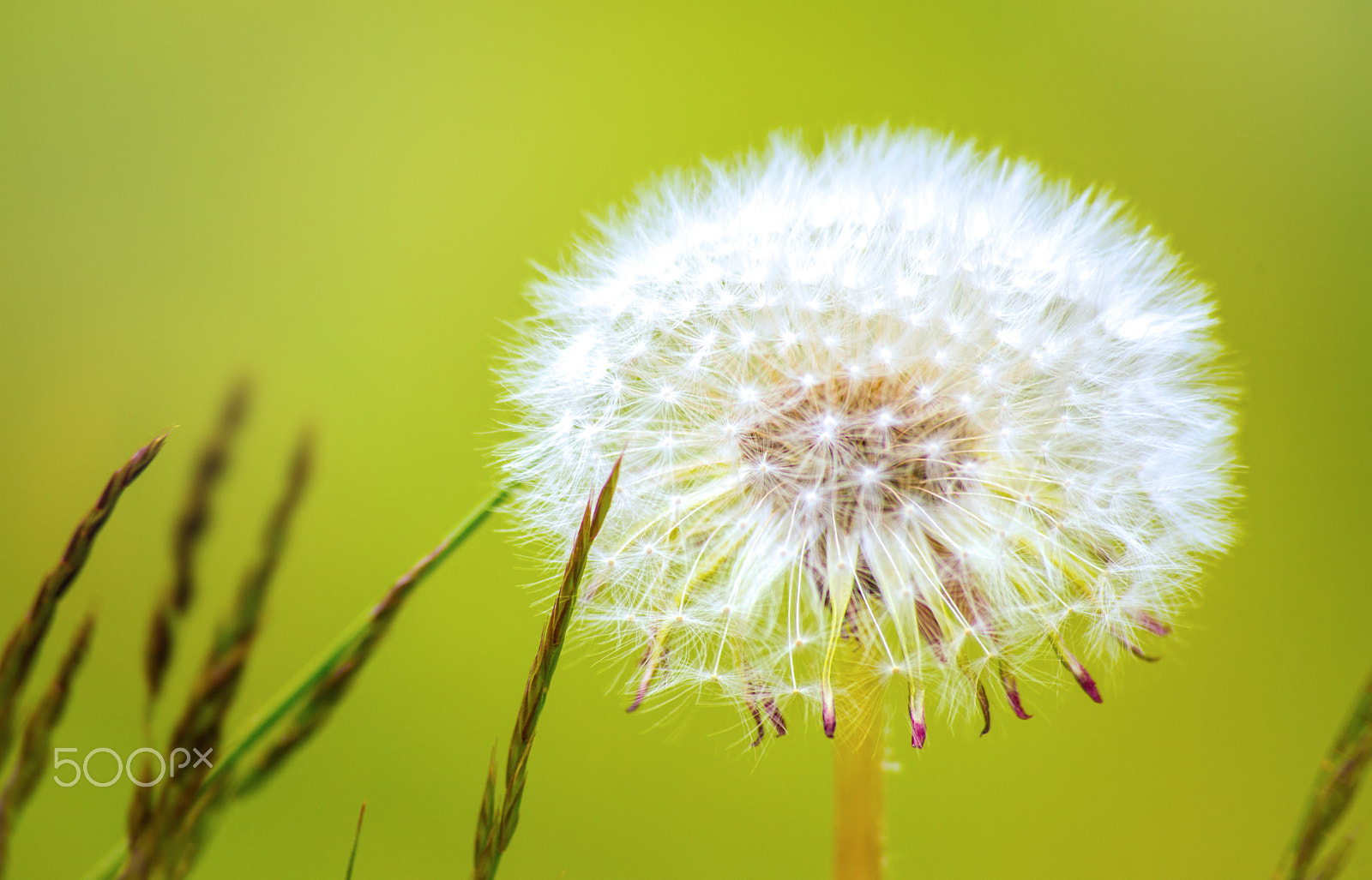 Sony 75-300mm F4.5-5.6 sample photo. Dandelion photography