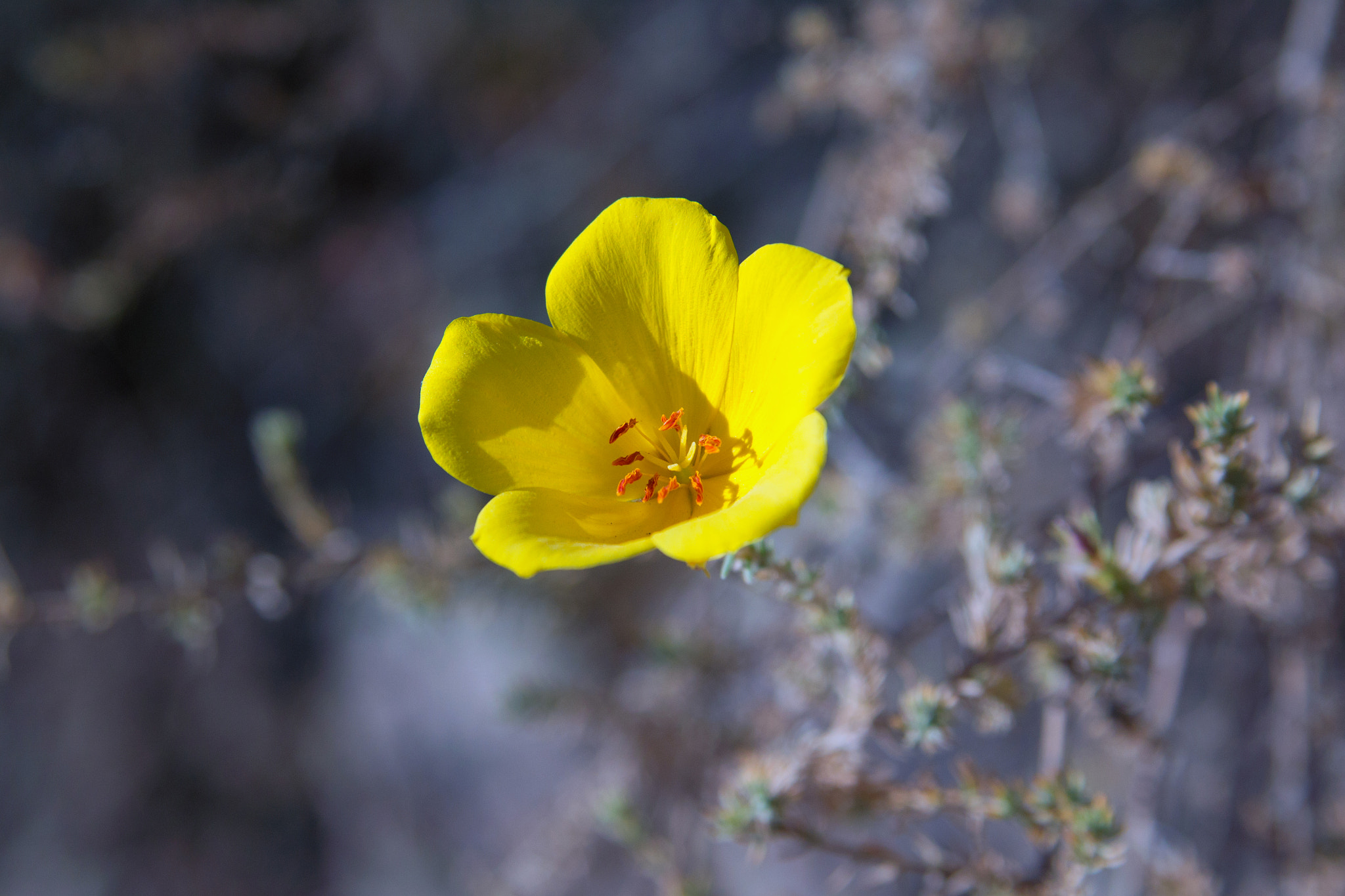 Nikon D3100 sample photo. 明日黃花 photography
