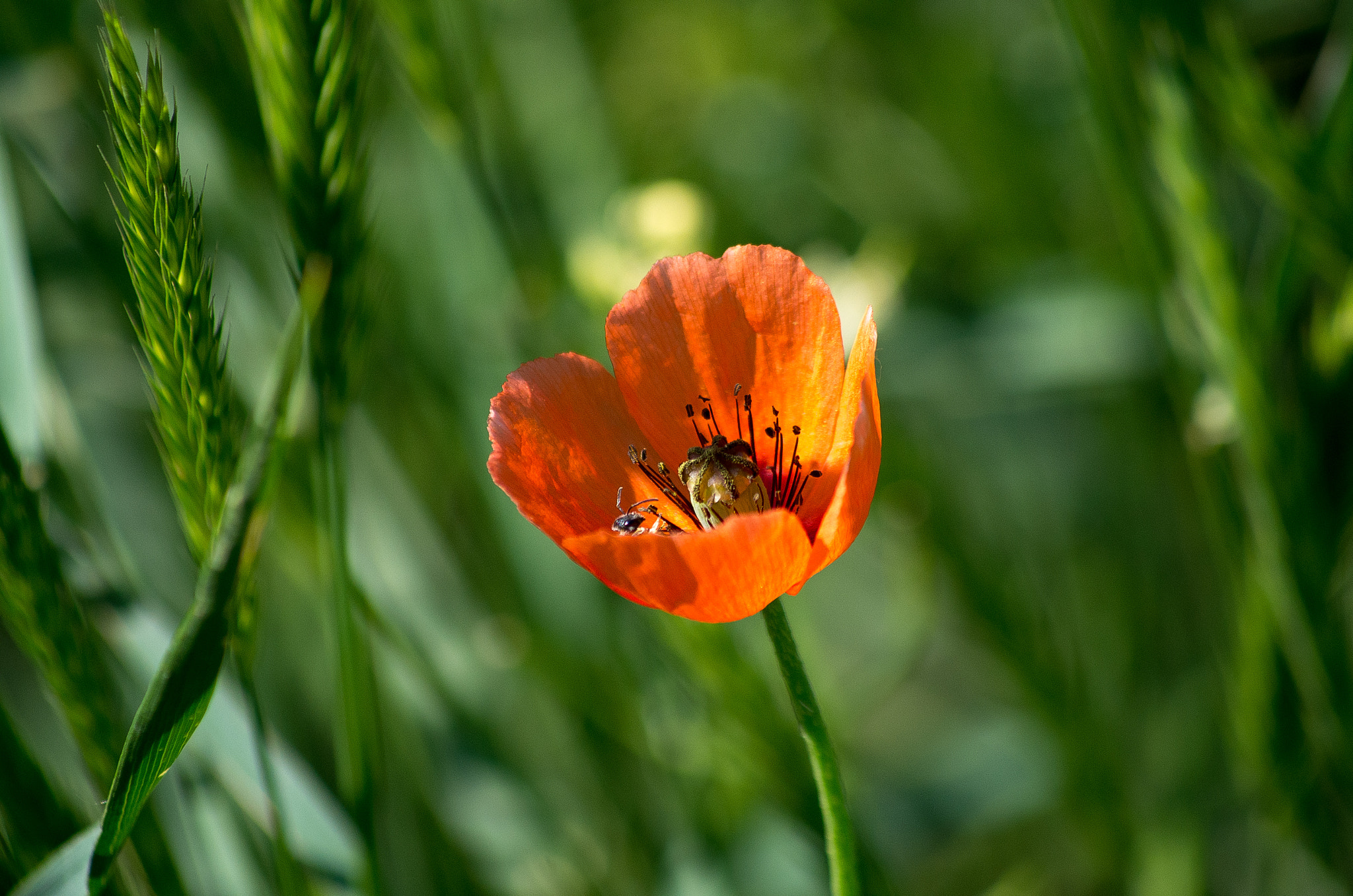 HD Pentax DA 55-300mm F4.0-5.8 ED WR sample photo. Papaver photography