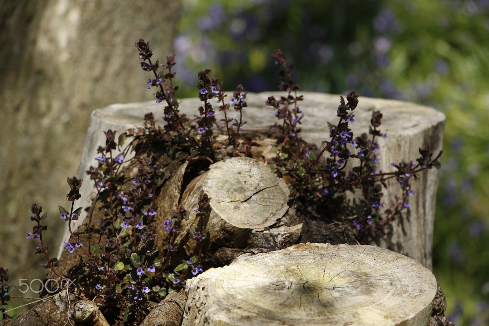 Canon EOS 50D + Canon EF-S 18-135mm F3.5-5.6 IS STM sample photo. Tree stump with blue flowers photography