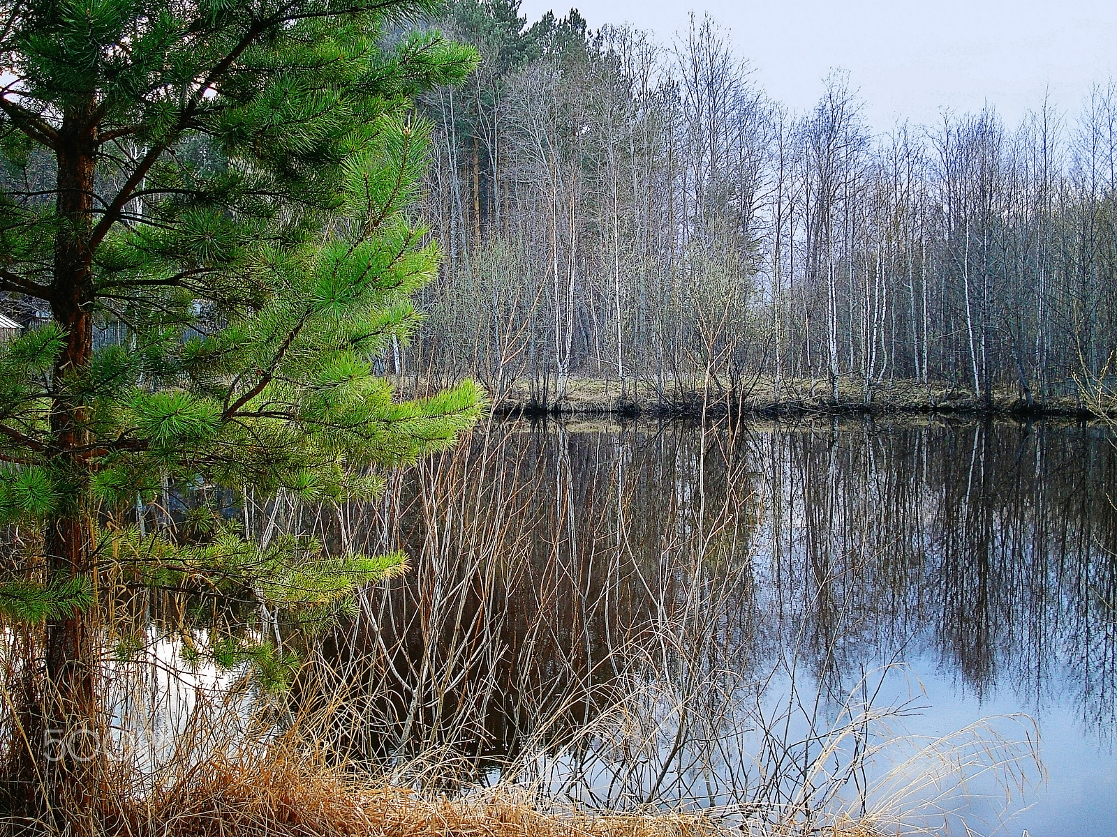 Sony DSC-W70 sample photo. Early spring landscape with pine tree and pond photography