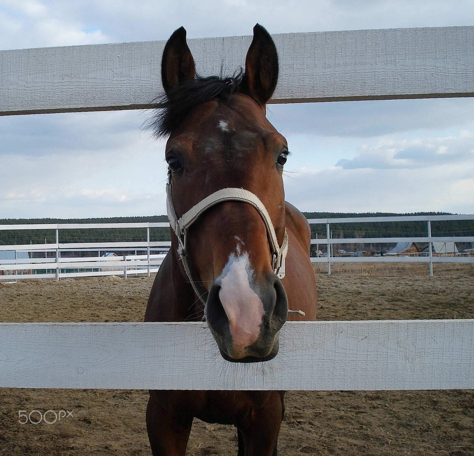 Sony DSC-W70 sample photo. Portrait of a horse walking in paddock of horse club photography