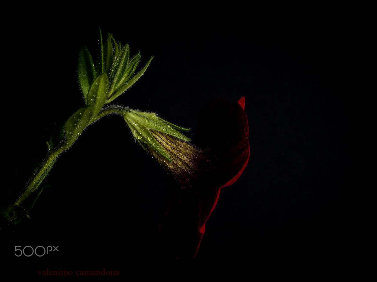 Olympus M.Zuiko Digital ED 60mm F2.8 Macro sample photo. Flower in dark light. photography
