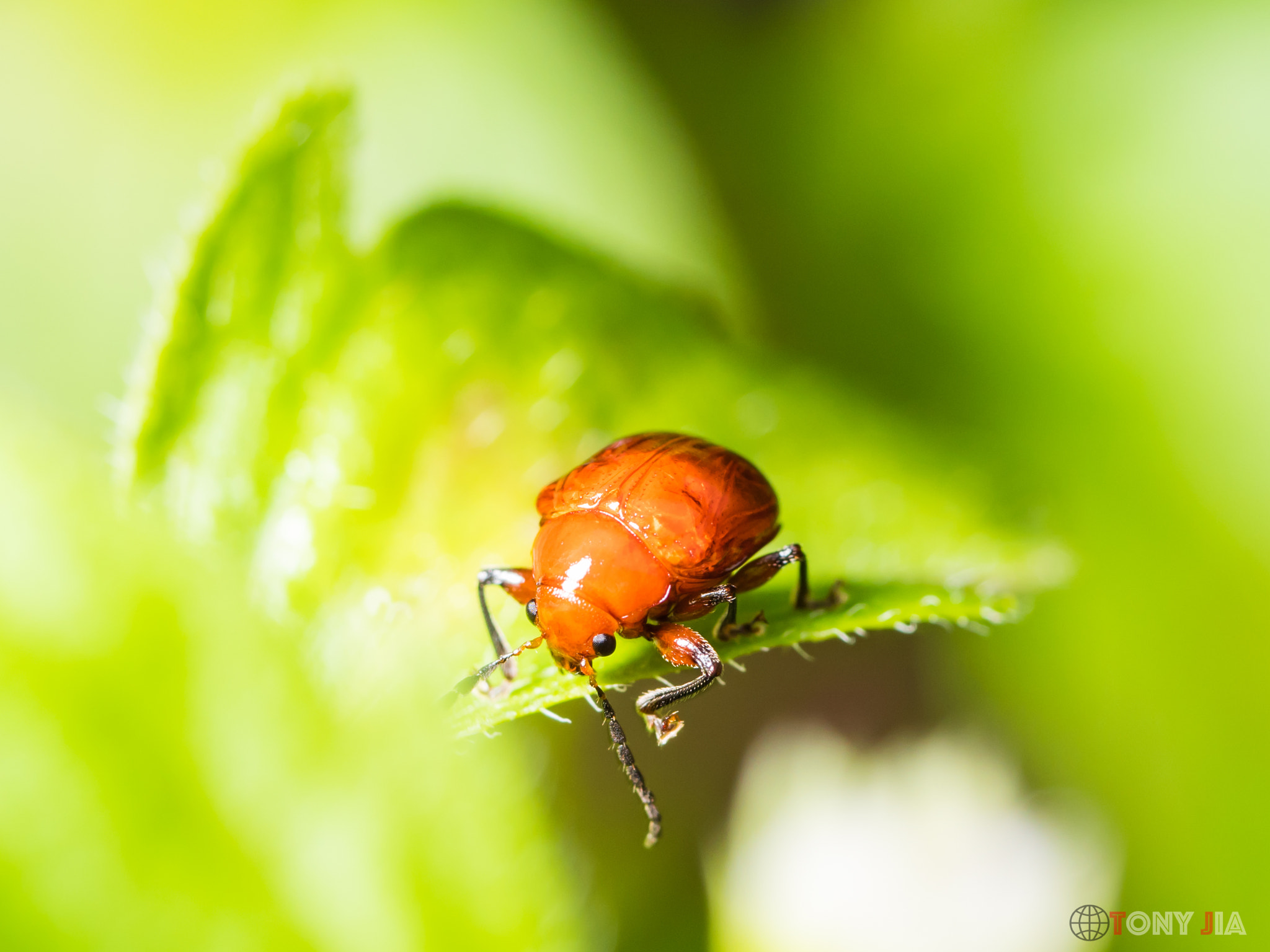 Panasonic Leica DG Macro-Elmarit 45mm F2.8 ASPH OIS sample photo. Insect.jpg photography