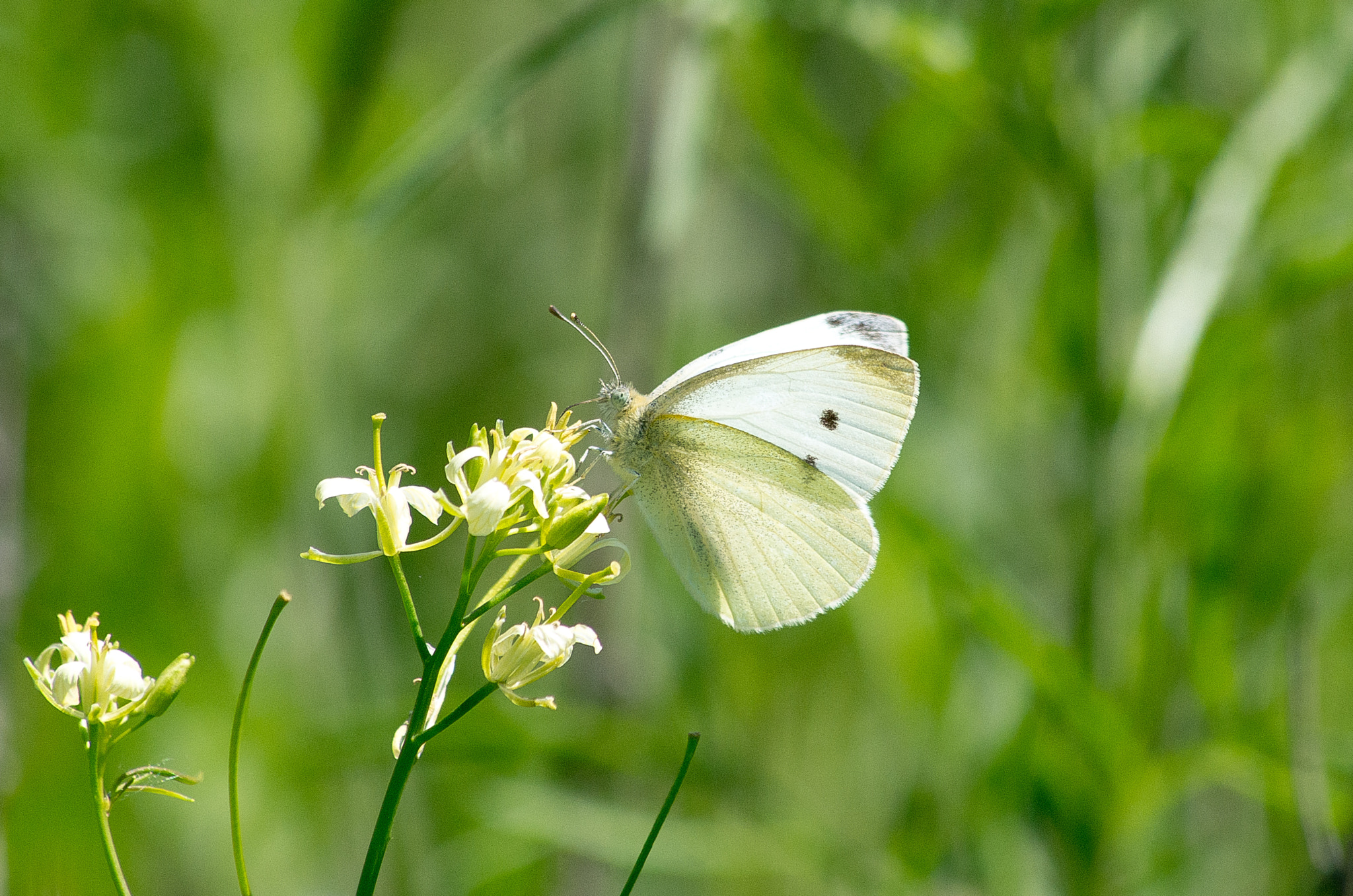 HD Pentax DA 55-300mm F4.0-5.8 ED WR sample photo. Pieris rapae photography