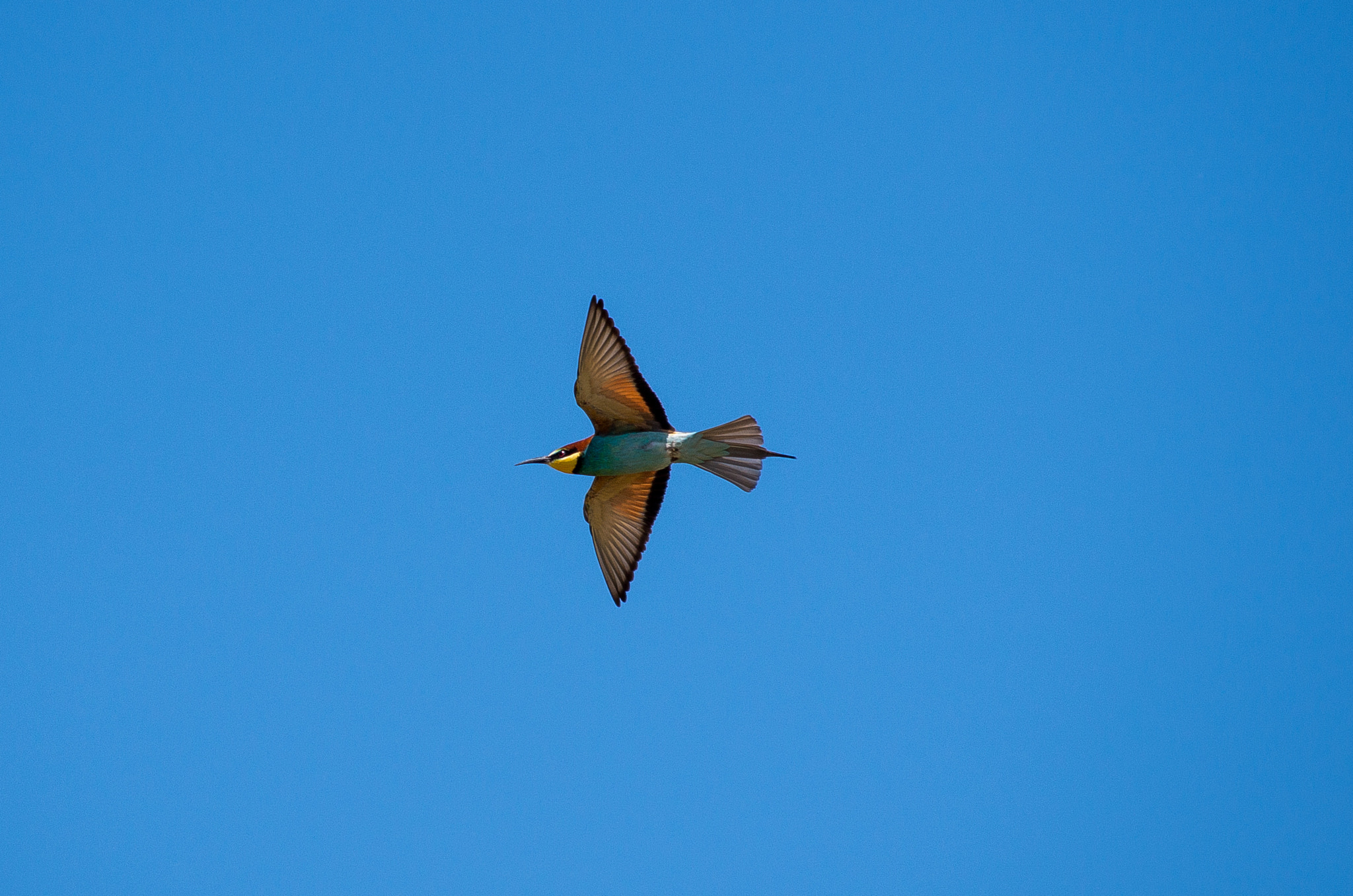 Pentax K-30 sample photo. European bee-eater // merops apiaster photography