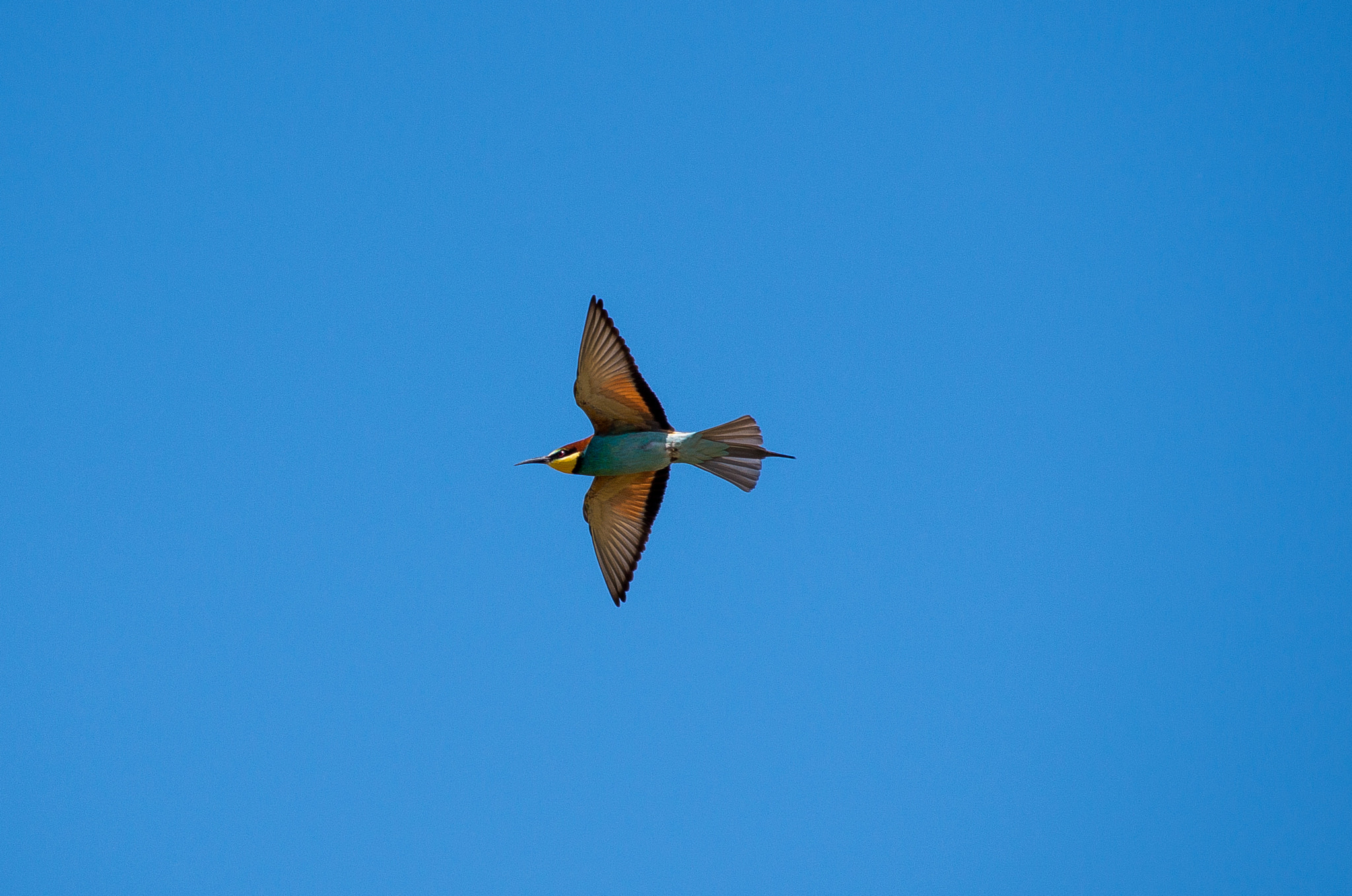 Pentax K-30 + HD Pentax DA 55-300mm F4.0-5.8 ED WR sample photo. European bee-eater // merops apiaster photography