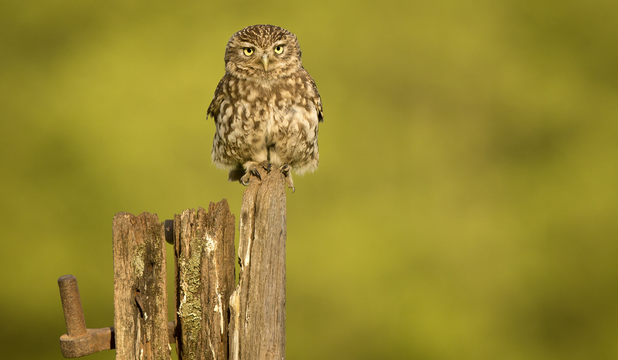 Canon EF 300mm F2.8L IS USM sample photo. On the naughty step... photography