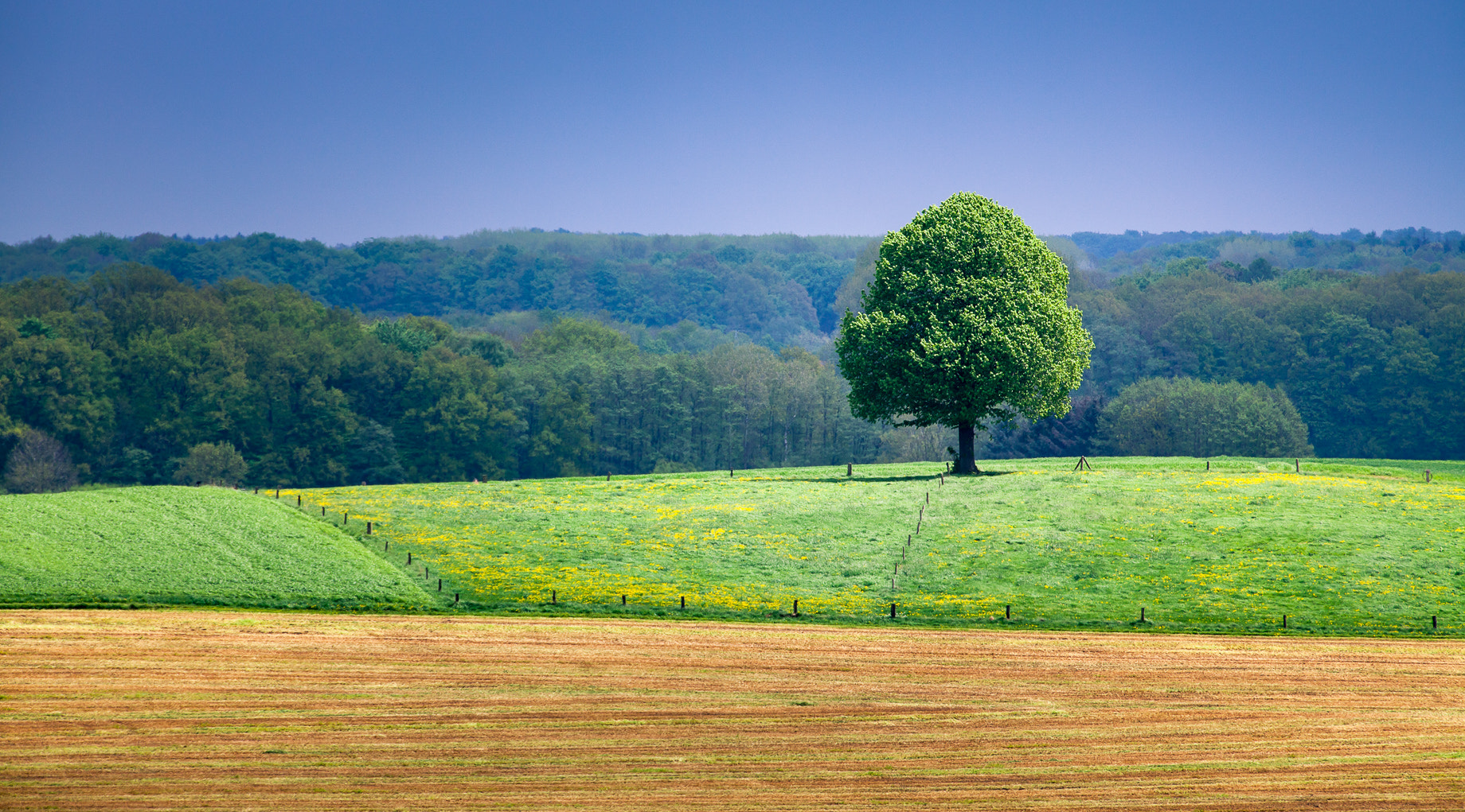 Canon EF 70-200mm F2.8L IS II USM sample photo. The tree photography