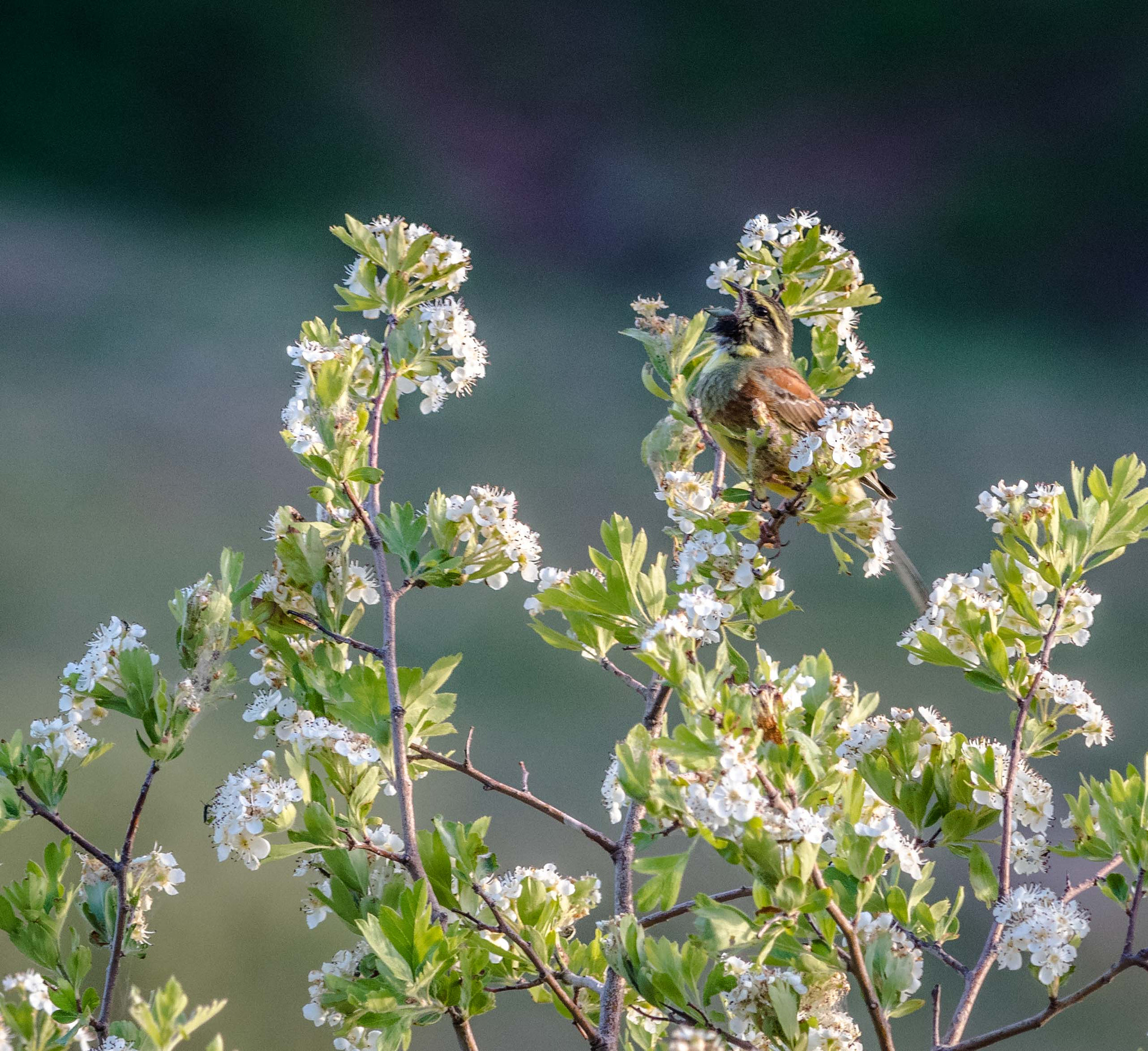 Nikon D3300 + Nikon AF-S Nikkor 300mm F4D ED-IF sample photo. Zawch photography