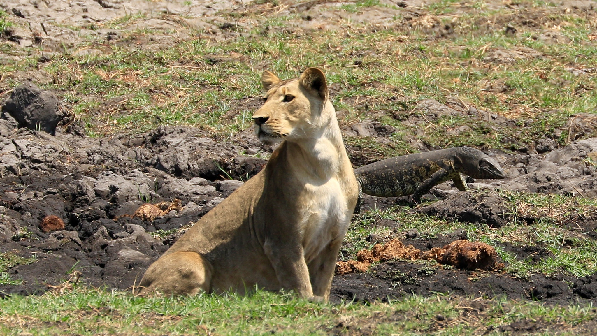 Canon EF 70-300mm F4-5.6L IS USM sample photo
