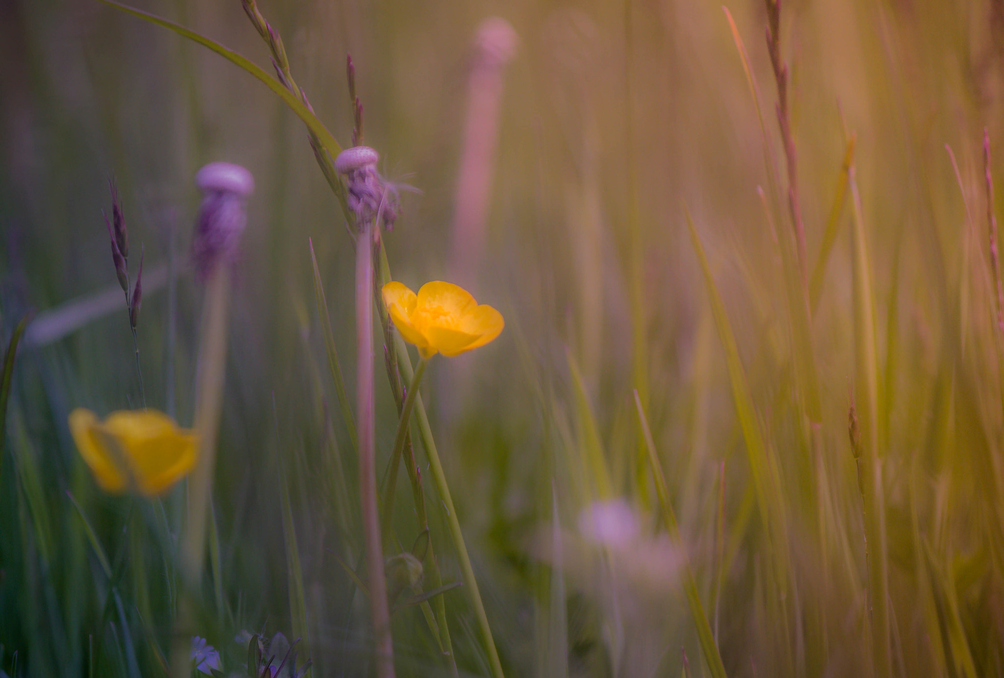 Canon EF-S 55-250mm F4-5.6 IS II sample photo. Meadow companions photography