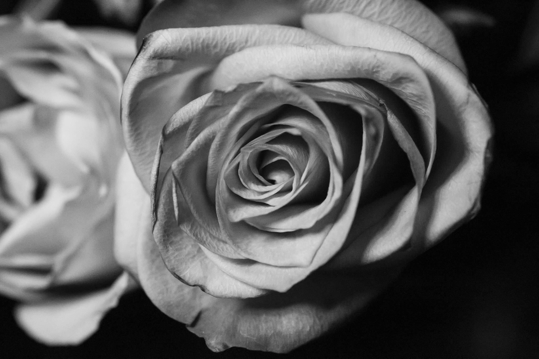 Canon EOS 6D + Canon EF 50mm F2.5 Macro sample photo. Rose two photography