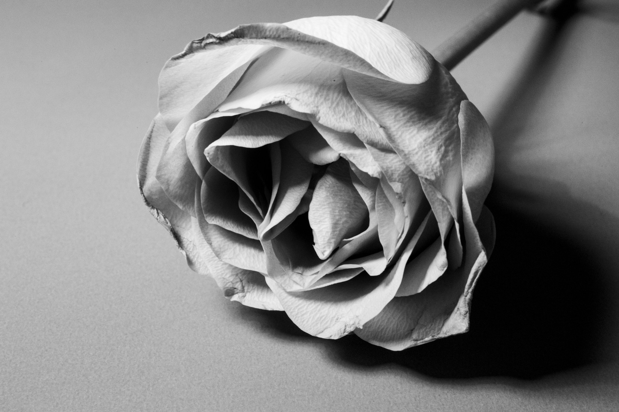 Canon EOS 6D + Canon EF 50mm F2.5 Macro sample photo. Rose photography