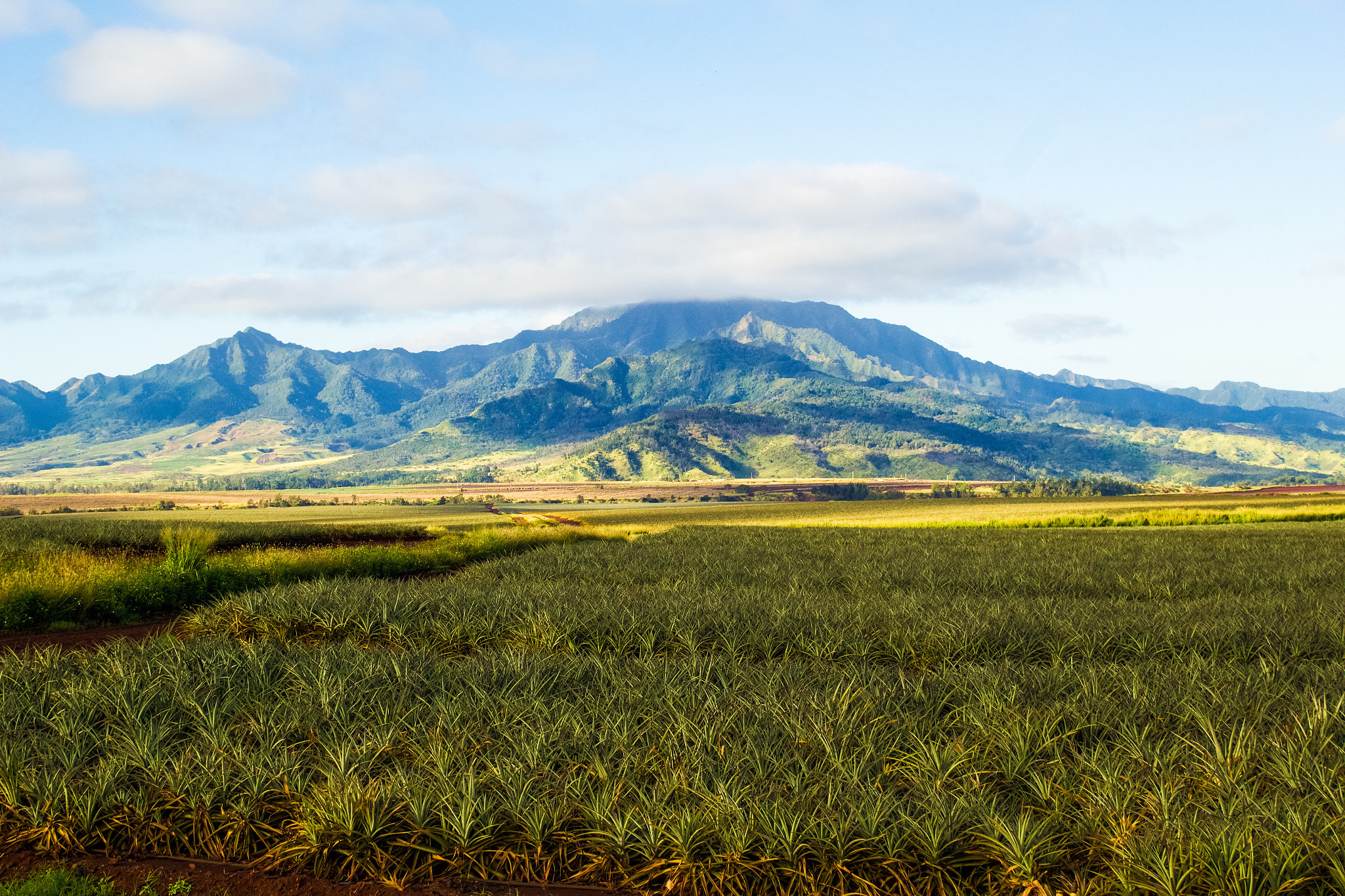 Canon EOS 100D (EOS Rebel SL1 / EOS Kiss X7) sample photo. "aloha" photography