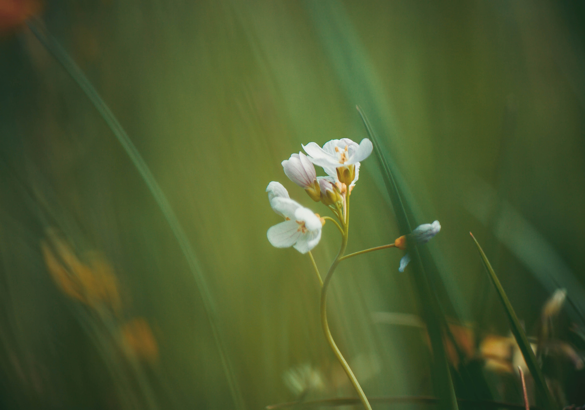 Canon EF-S 55-250mm F4-5.6 IS II sample photo. Single out for special attention. photography