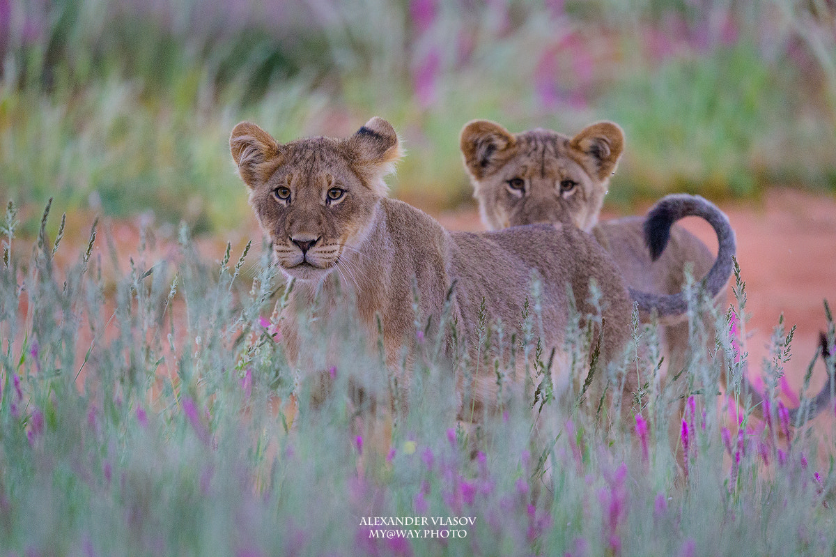 Nikon AF-S Nikkor 500mm F4E FL ED VR sample photo. Cubs photography
