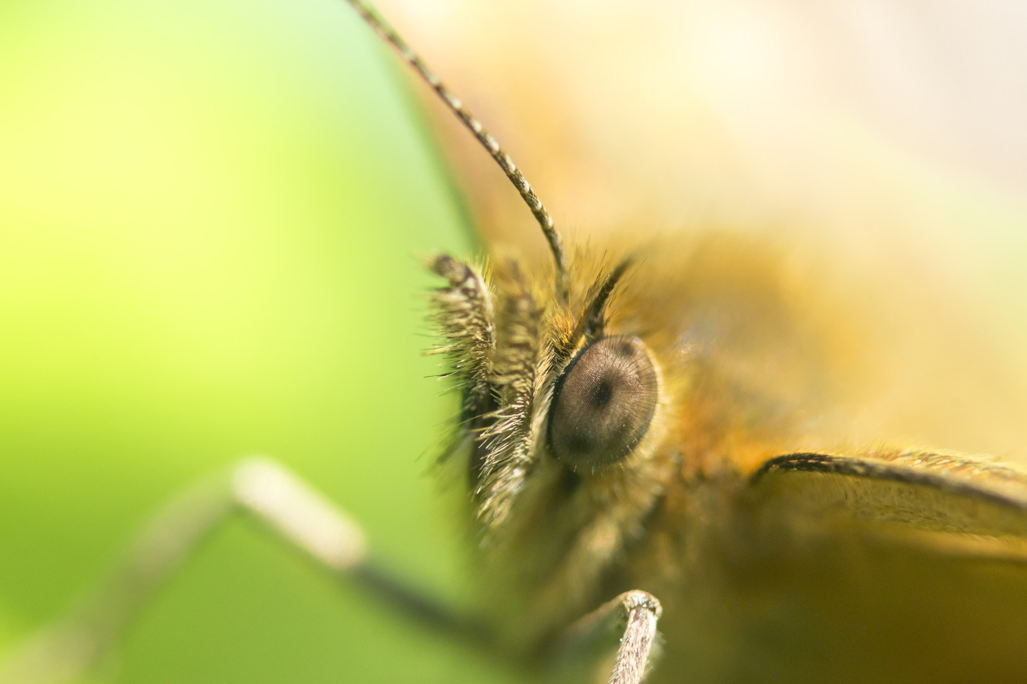 Sony SLT-A77 + 105mm F2.8 sample photo. Butterfly's eye photography
