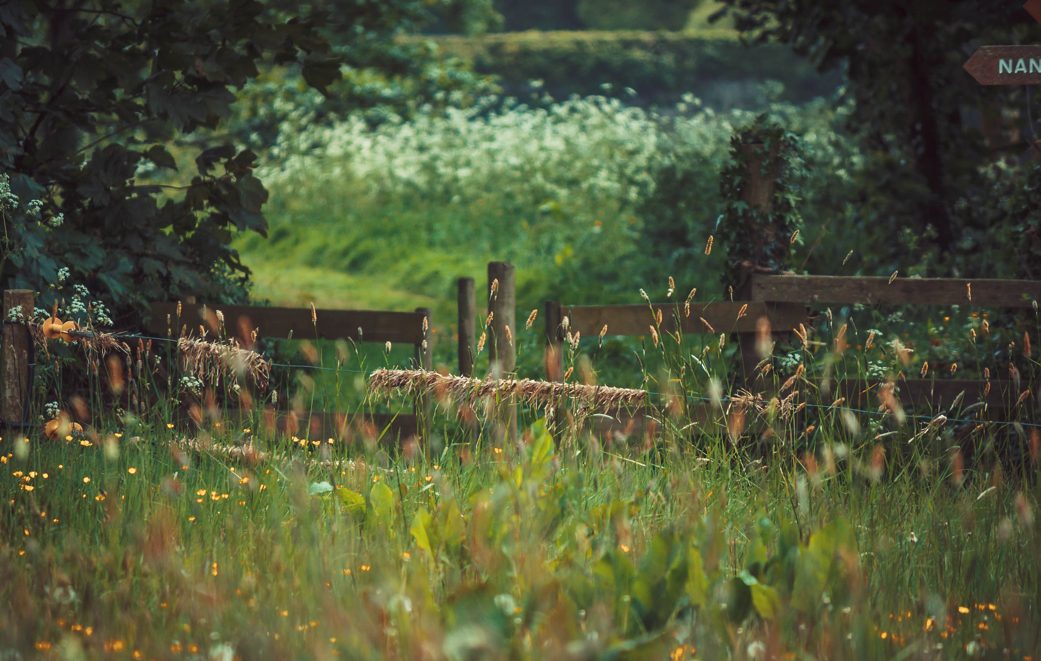 Canon EF-S 55-250mm F4-5.6 IS II sample photo. Along the blackwater river photography